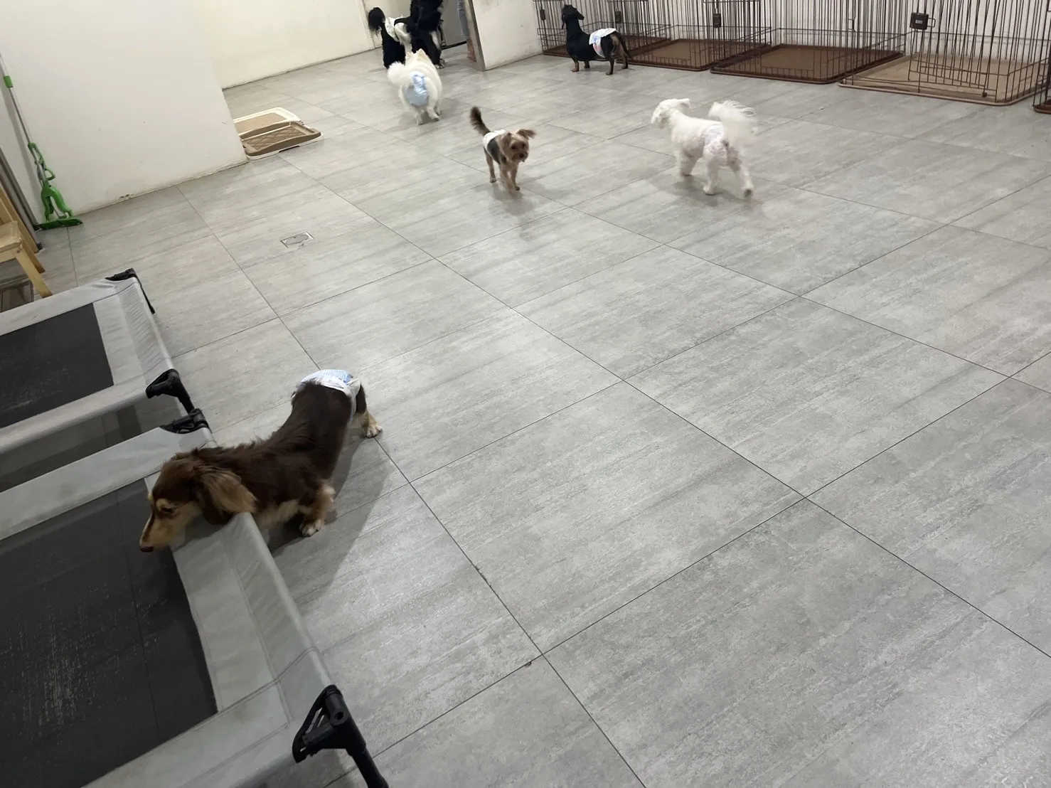 快樂尾巴寵物旅館