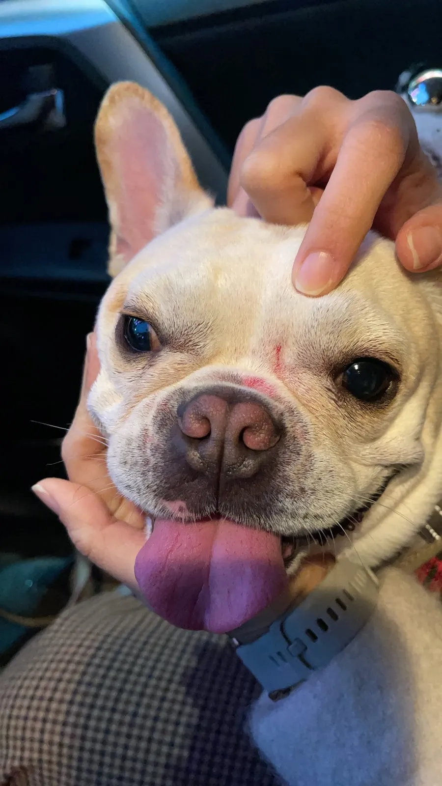 快樂尾巴寵物旅館