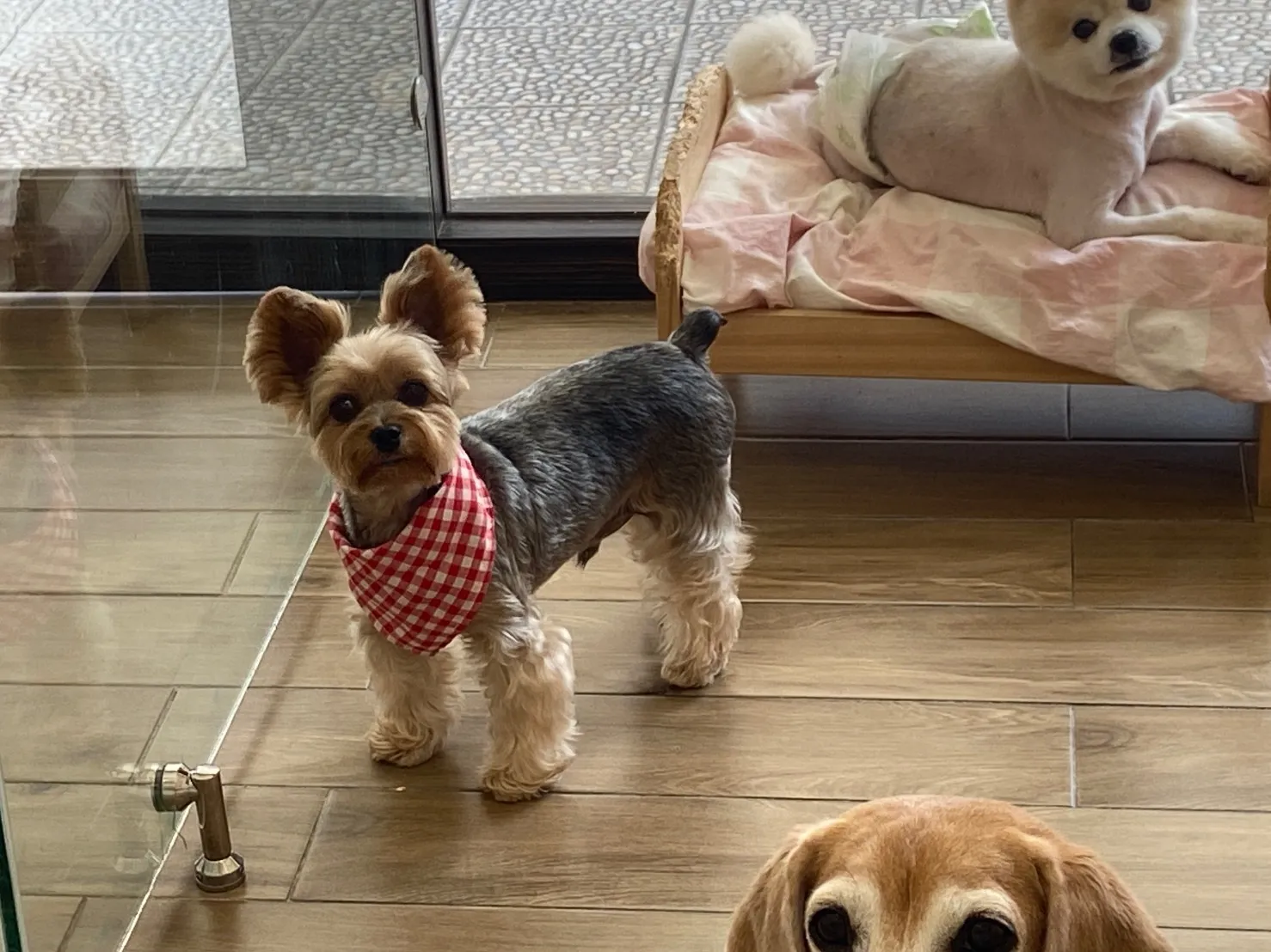 快樂尾巴寵物旅館