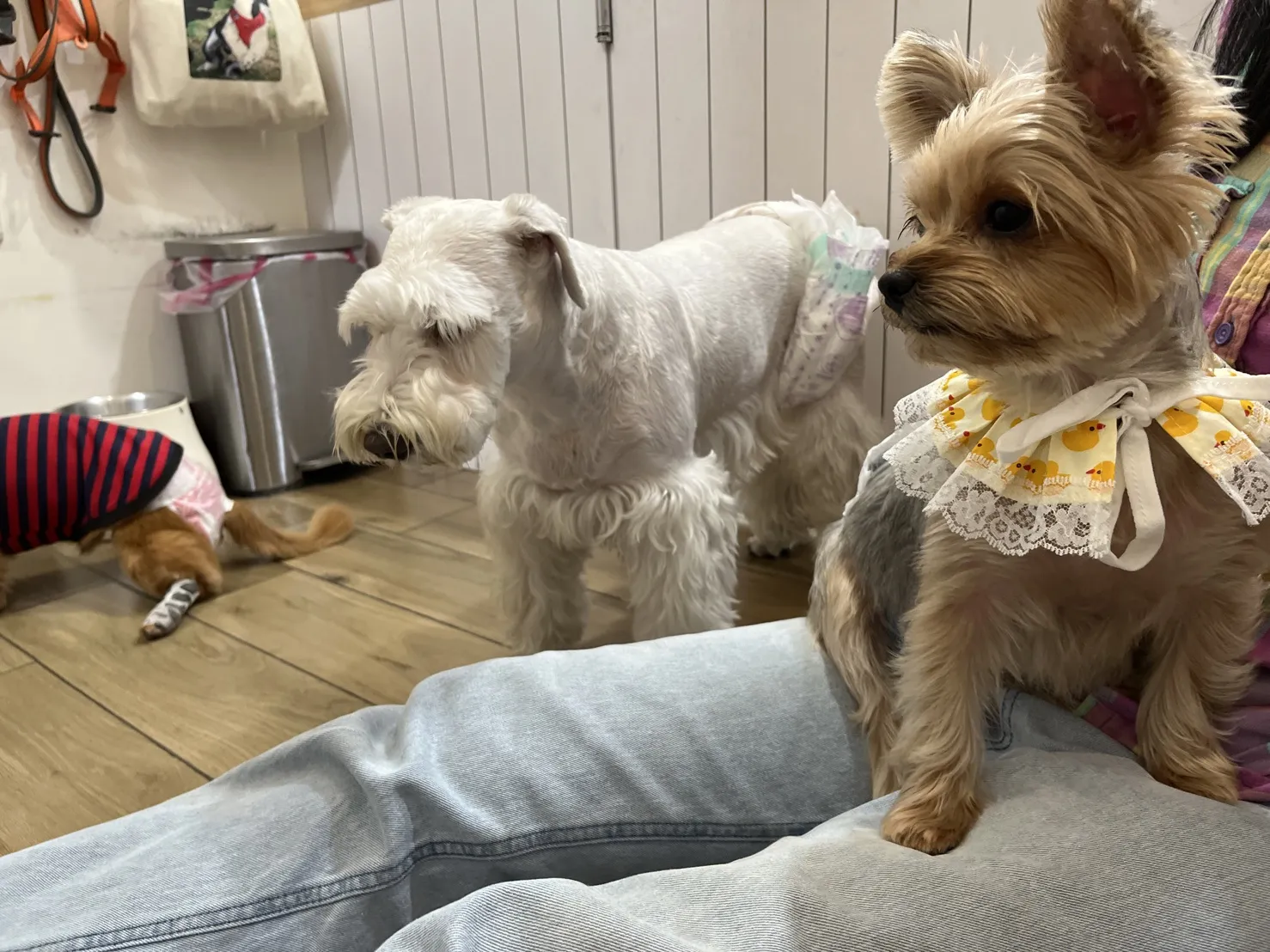 快樂尾巴寵物旅館