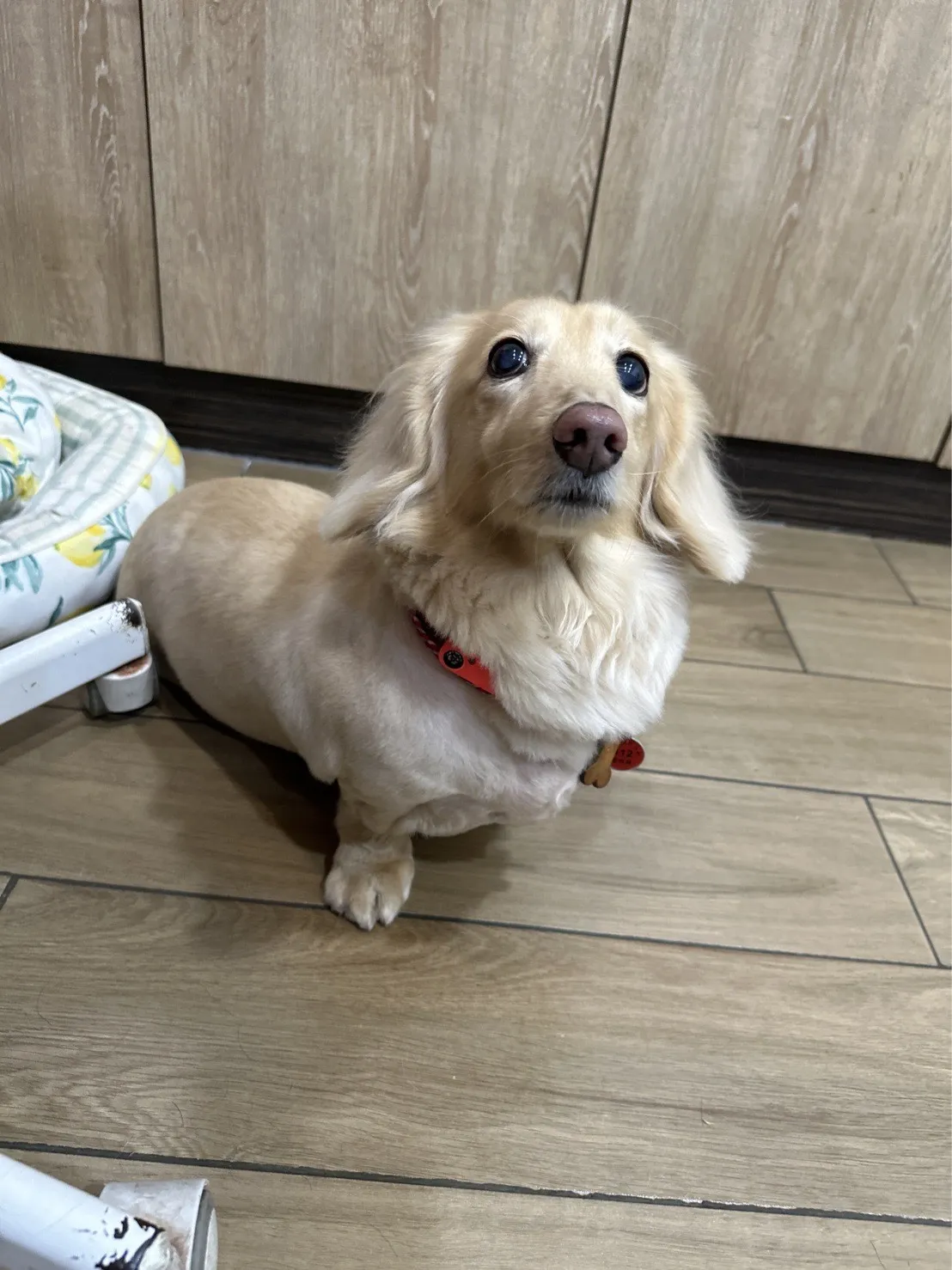 快樂尾巴寵物旅館