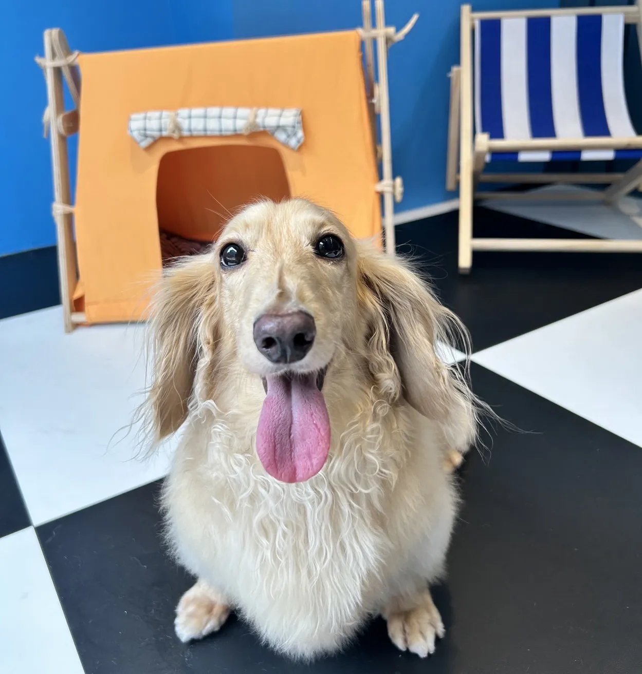 有安芯寵物生活館