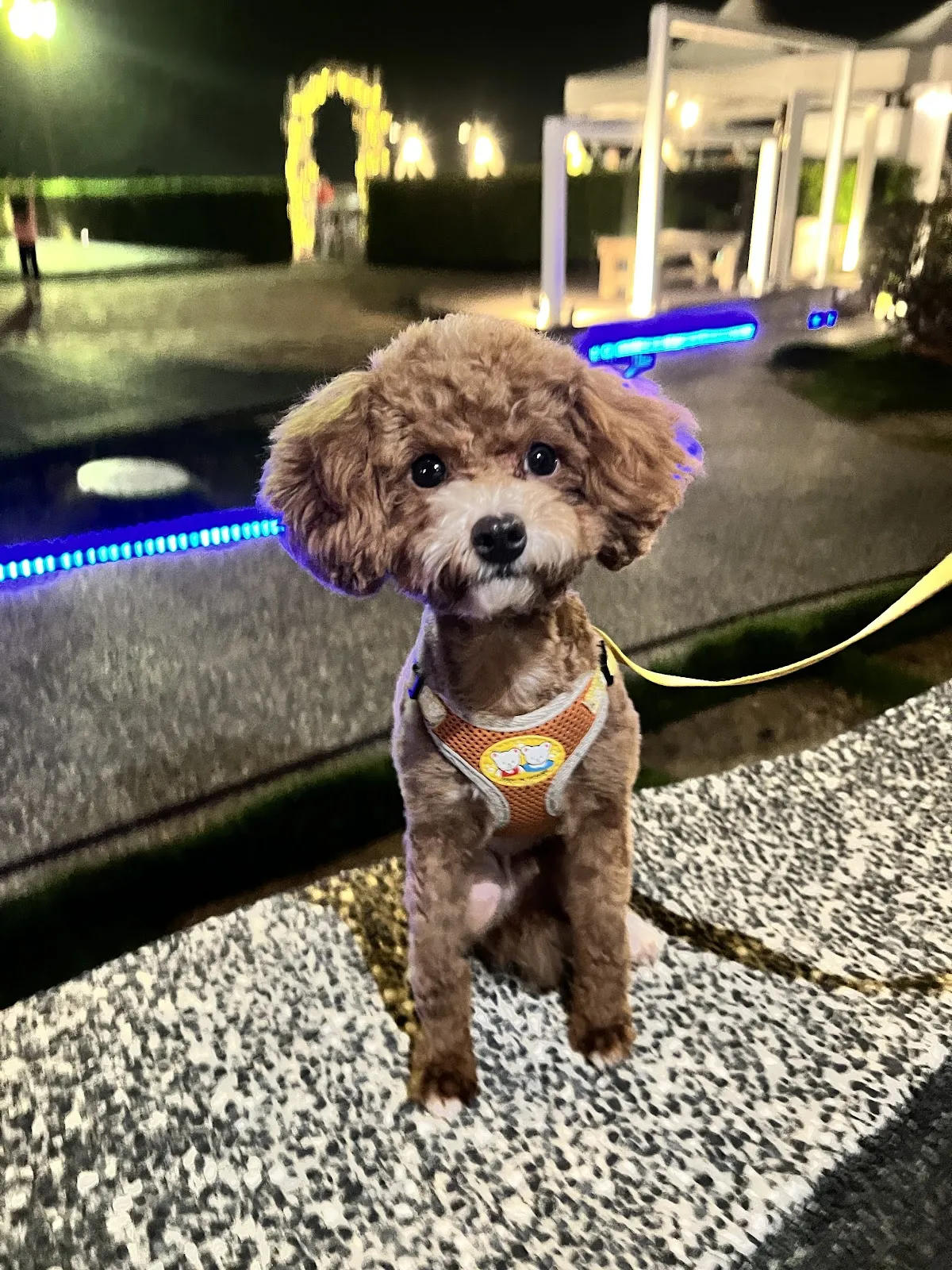 有安芯寵物生活館