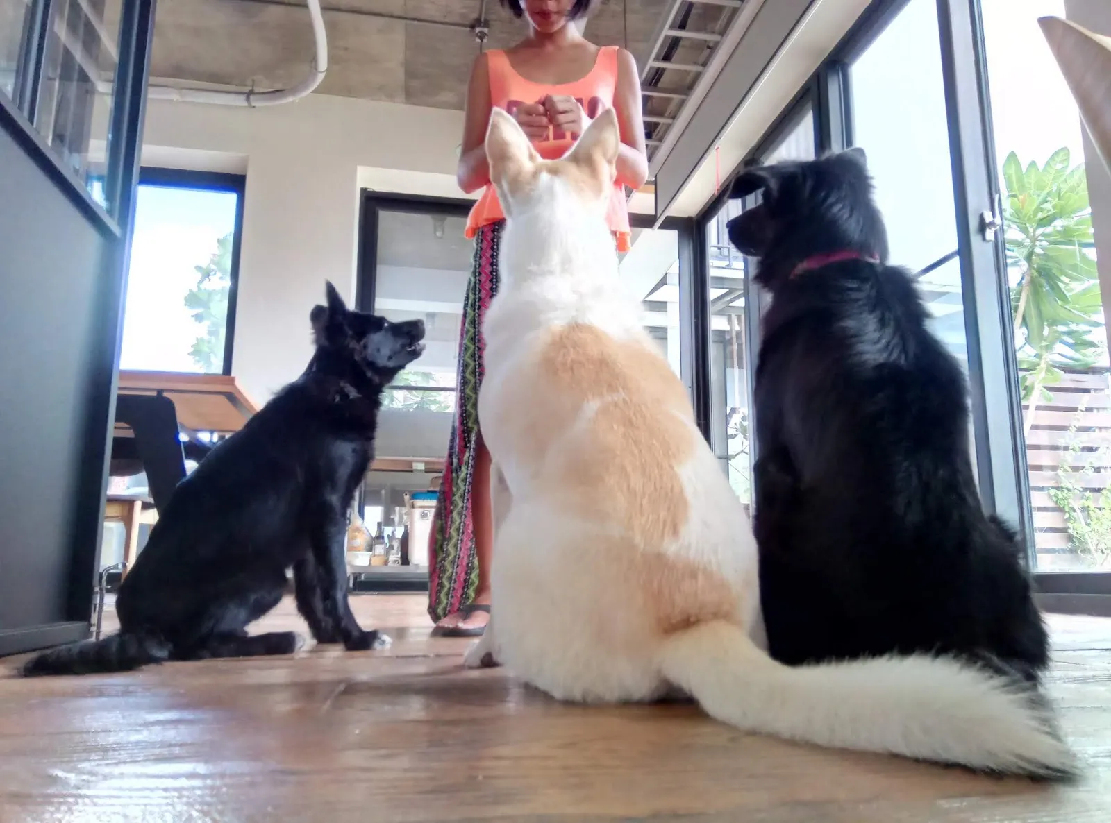 狗狗做體操寵物旅館