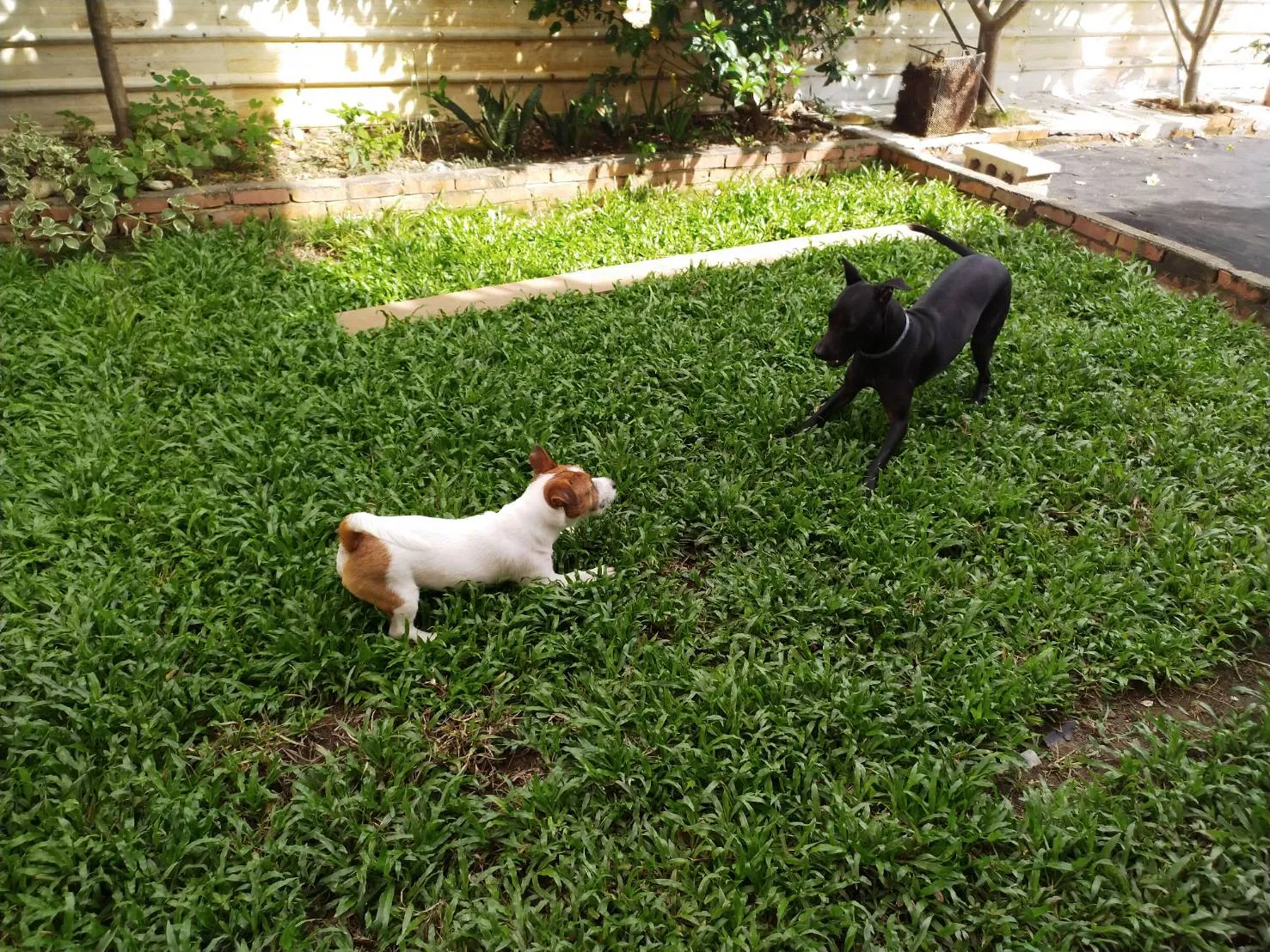 狗狗做體操寵物旅館