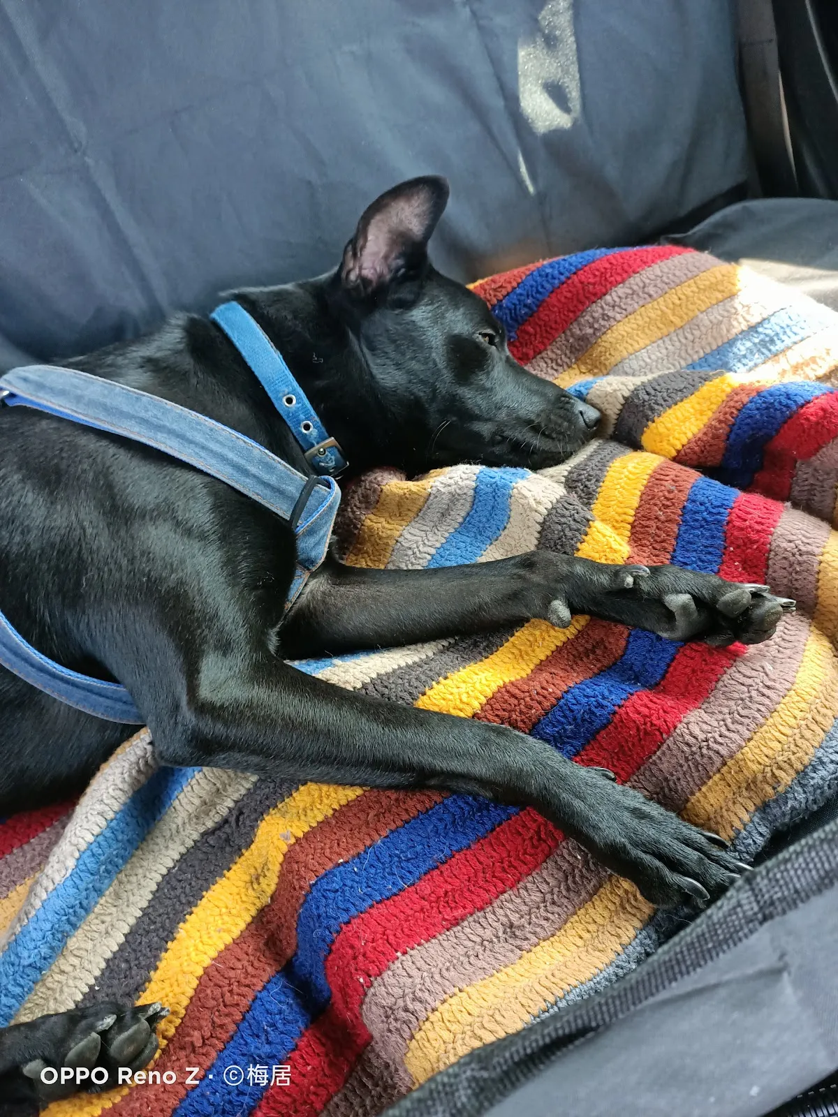 狗狗做體操寵物旅館