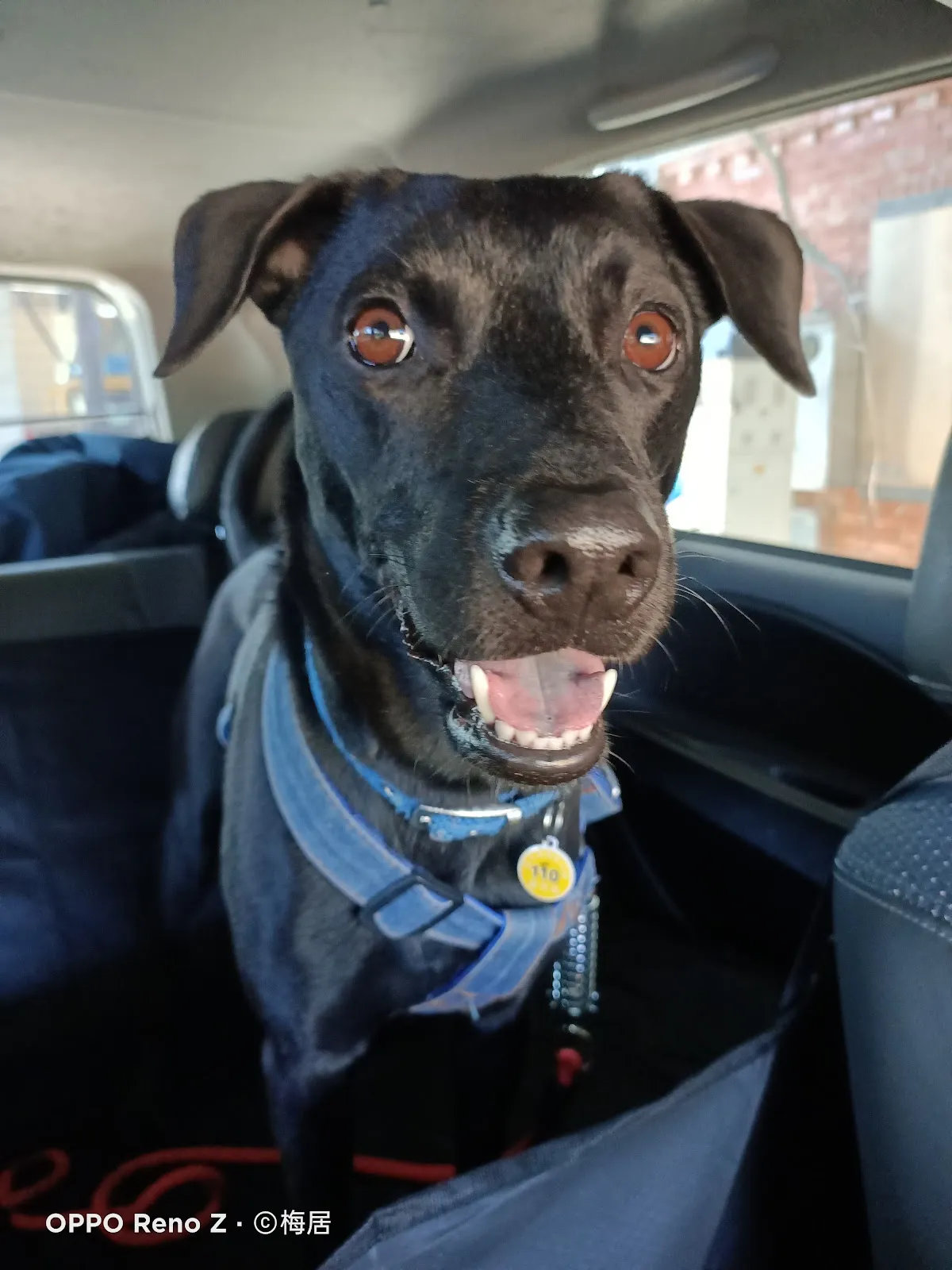 狗狗做體操寵物旅館