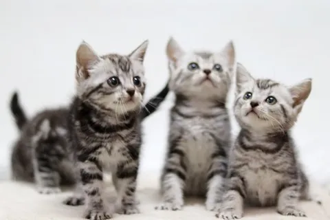 潔西卡專業貓舍