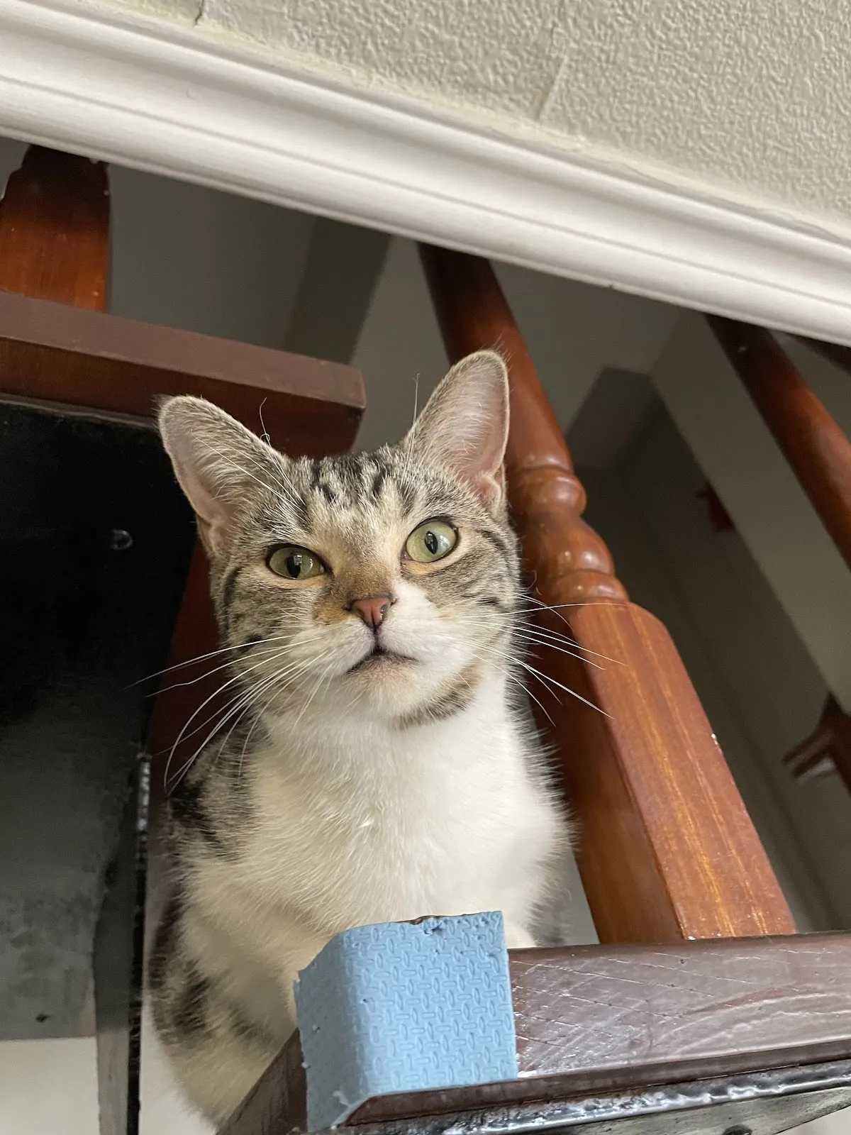 潔西卡專業貓舍