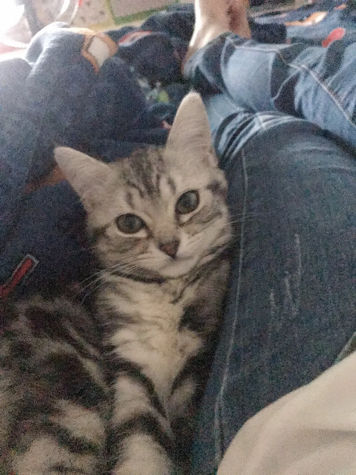 潔西卡專業貓舍