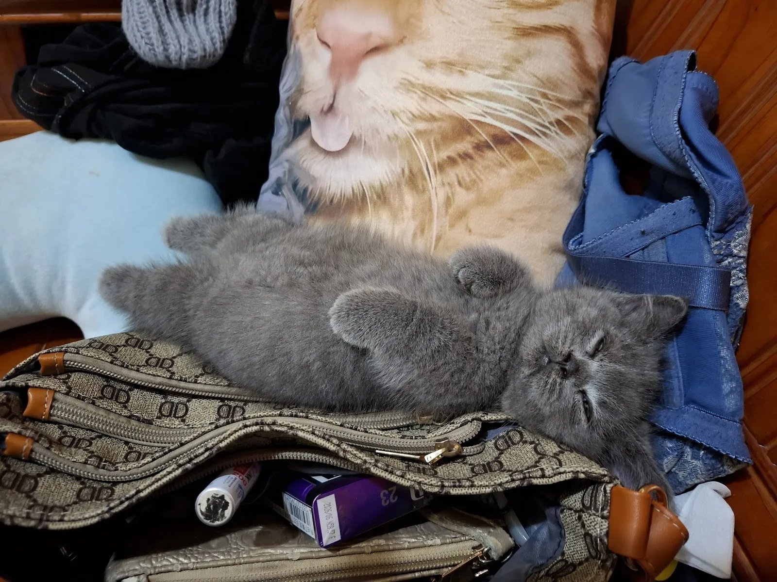 潔西卡專業貓舍