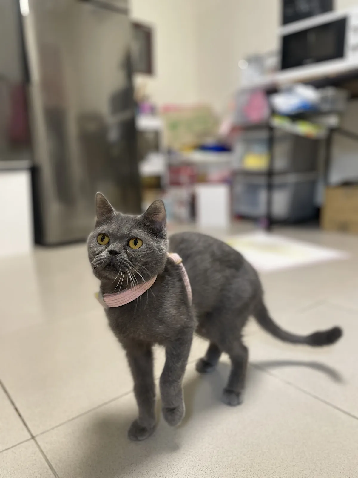 潔西卡專業貓舍