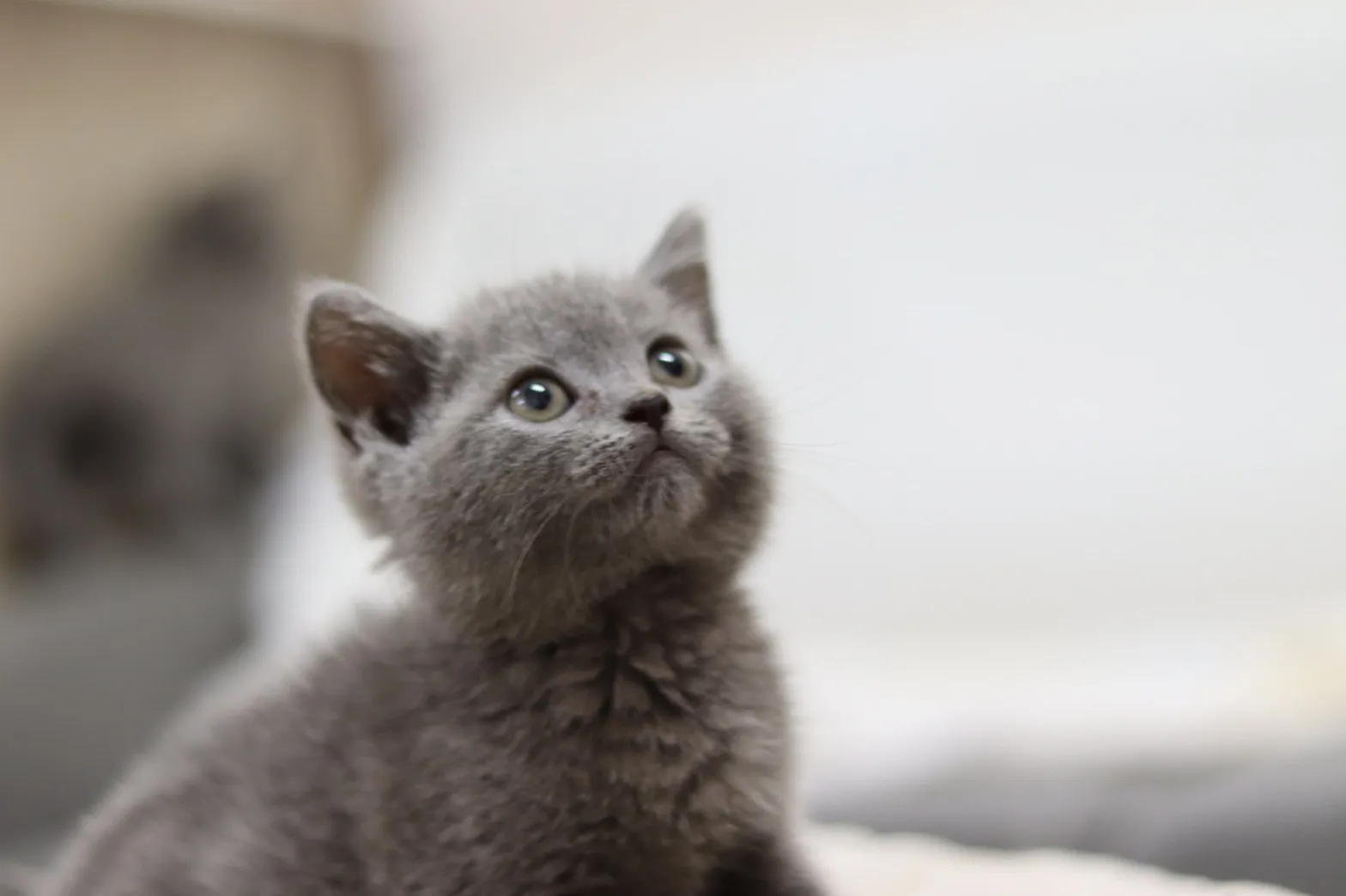 潔西卡專業貓舍