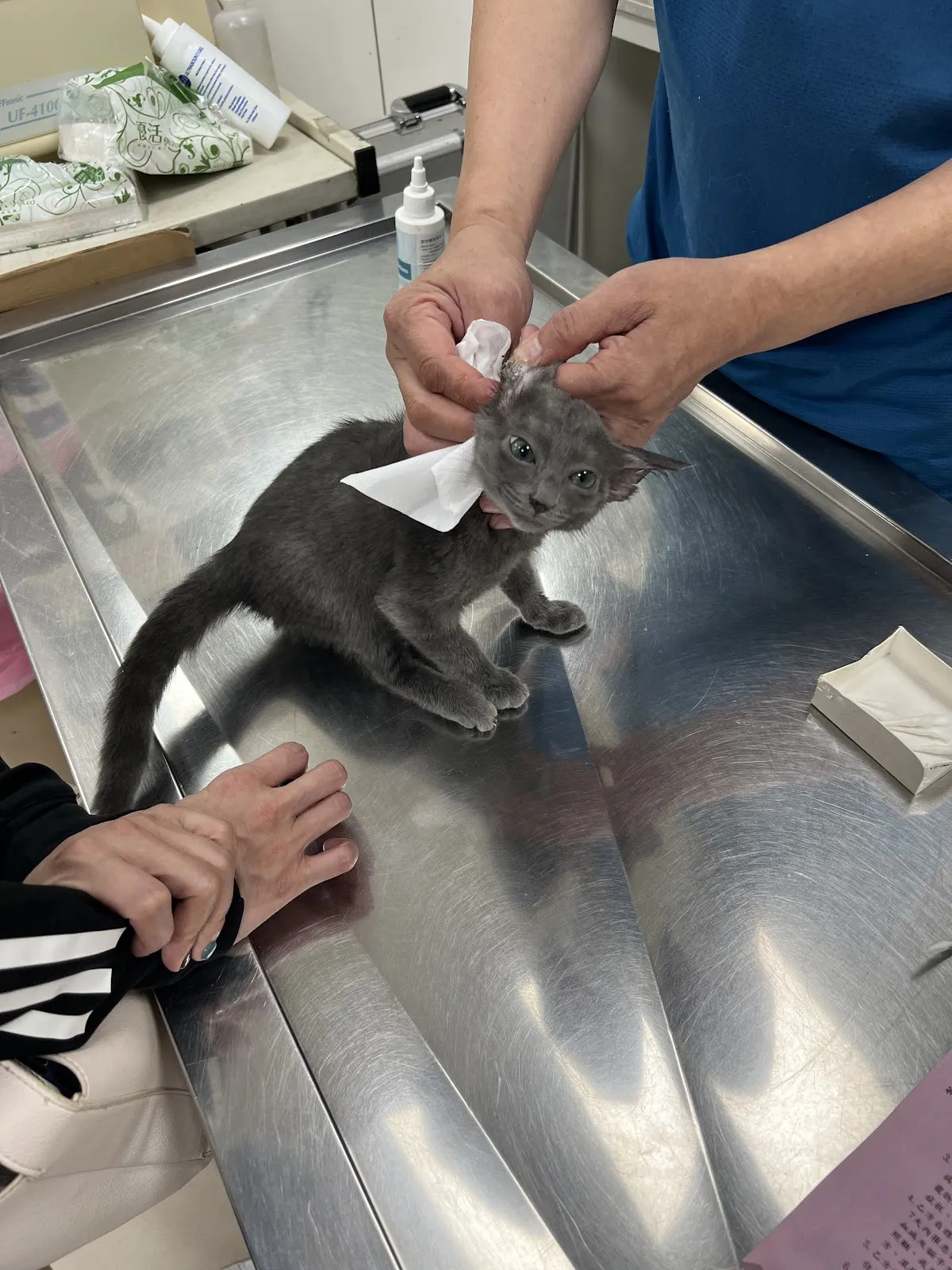 潔西卡專業貓舍