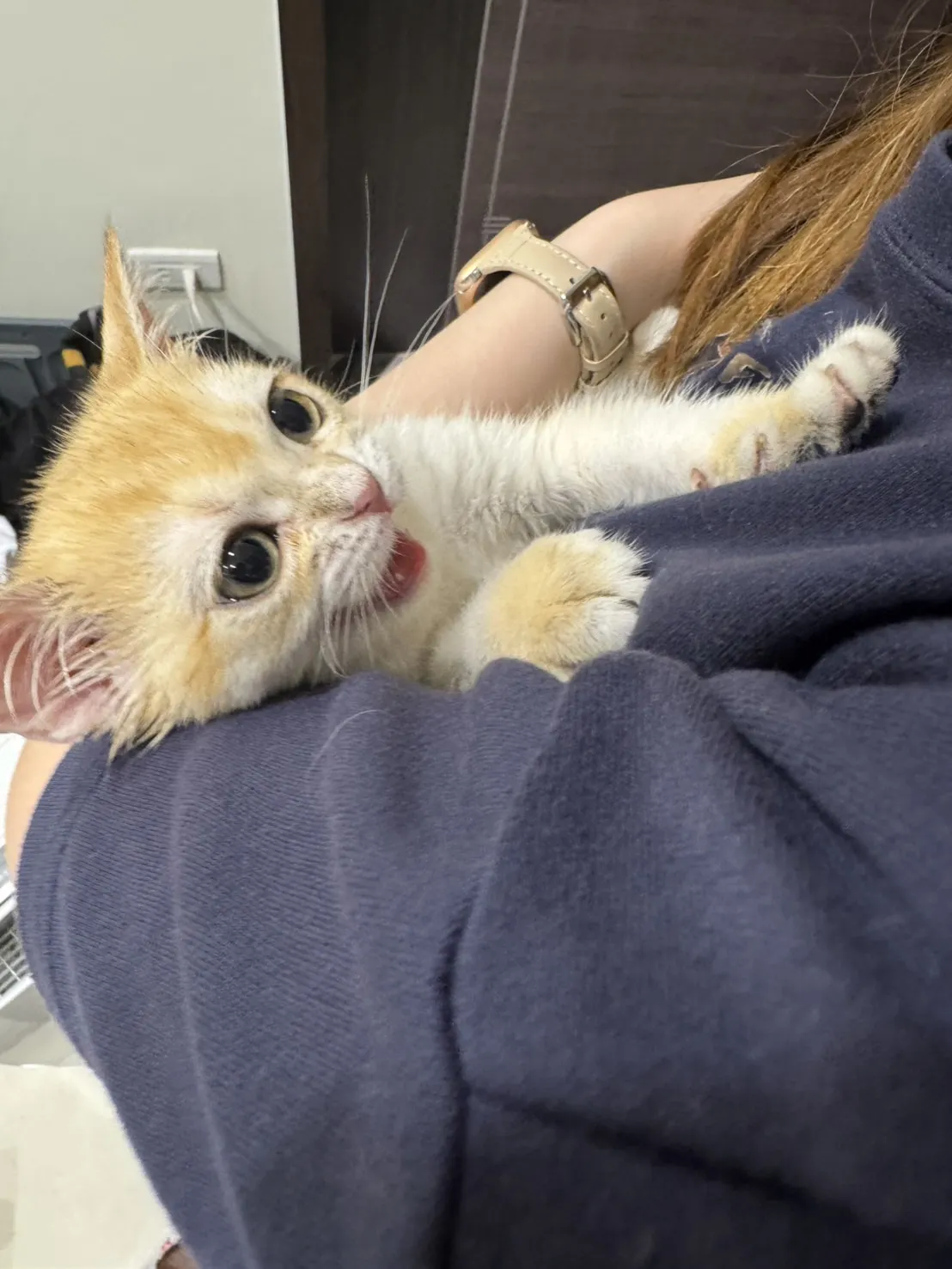 潔西卡專業貓舍