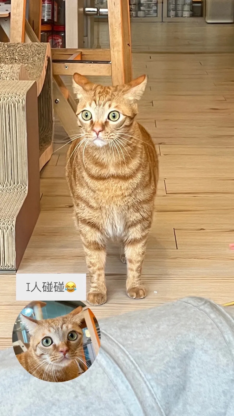 樓上遇見貓咖啡