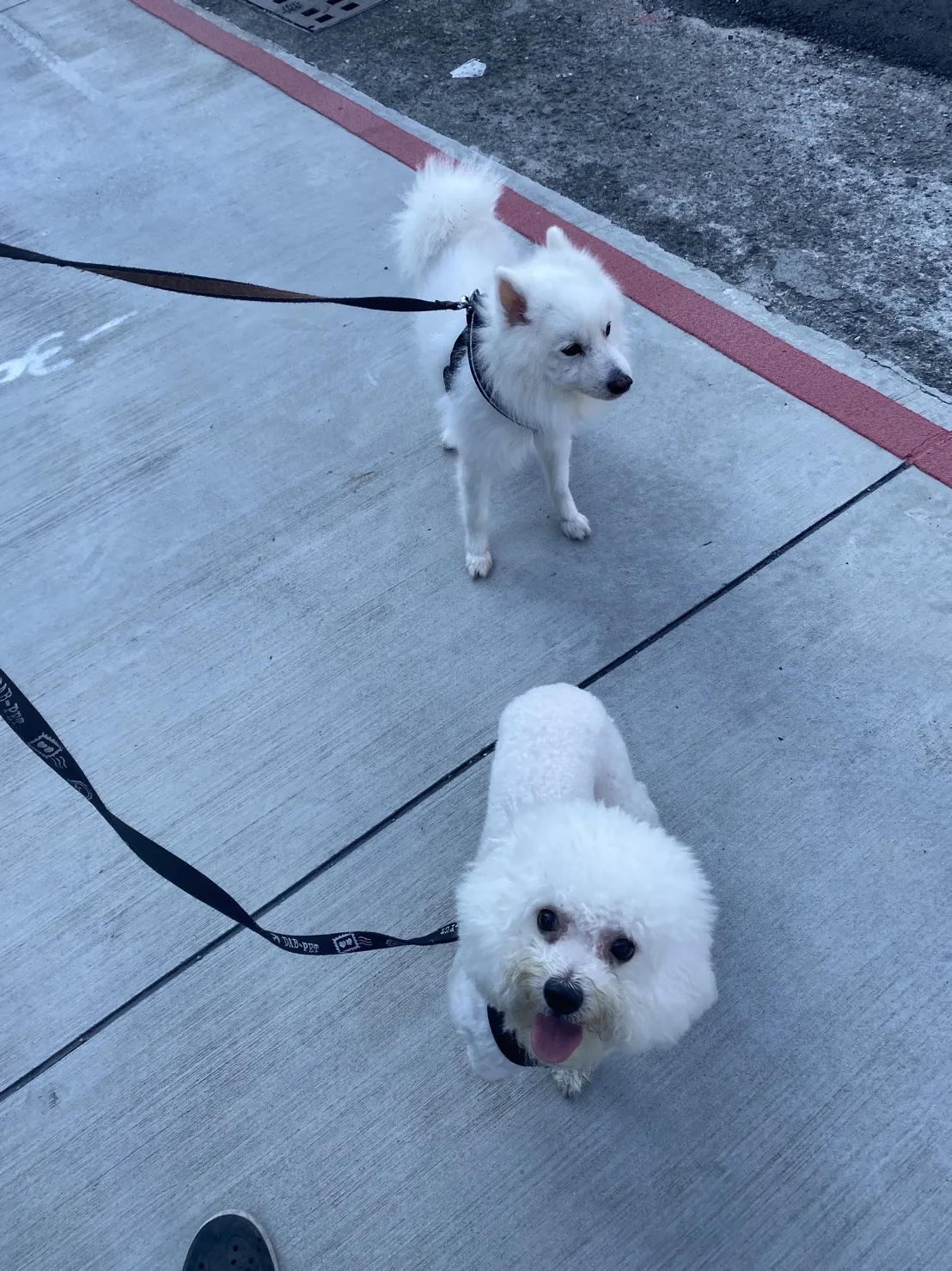 寵物派對美容生活館