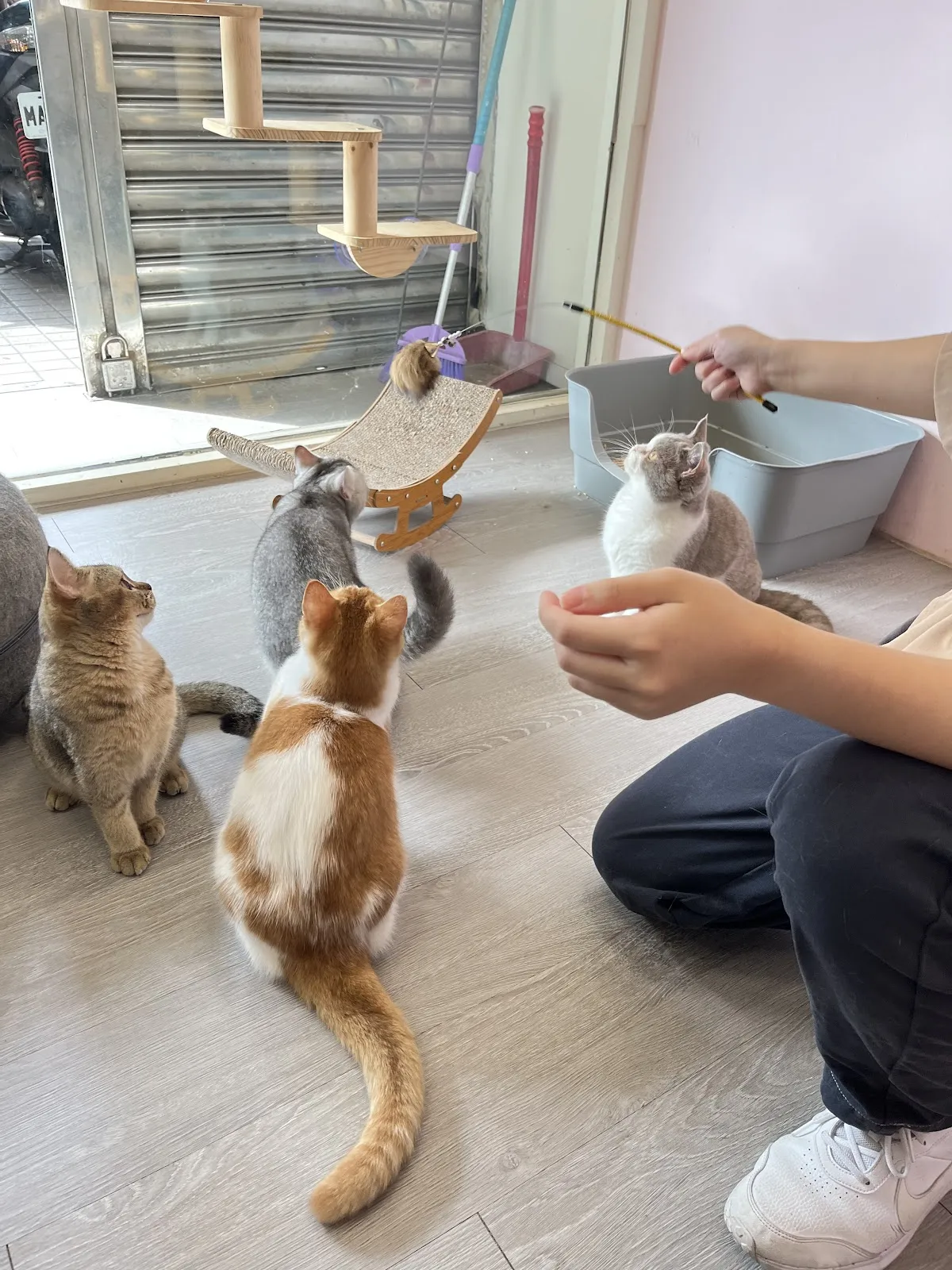 樂夏貓苑寵物坊