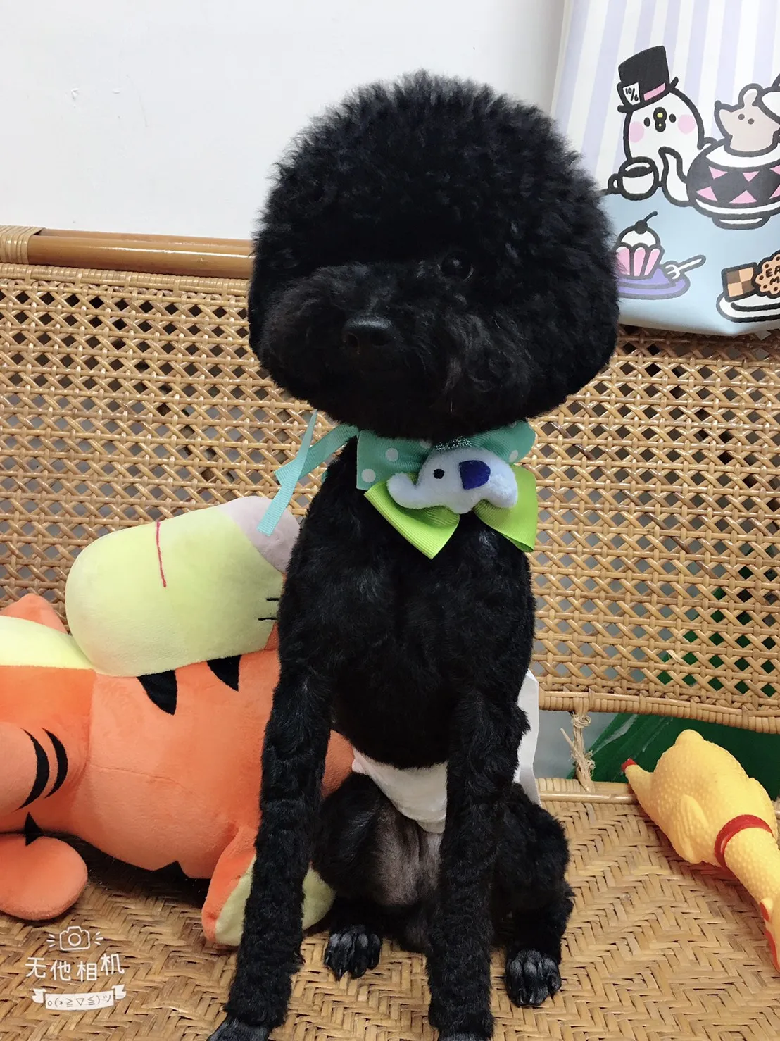 佐佐瑪莉寵物沙龍