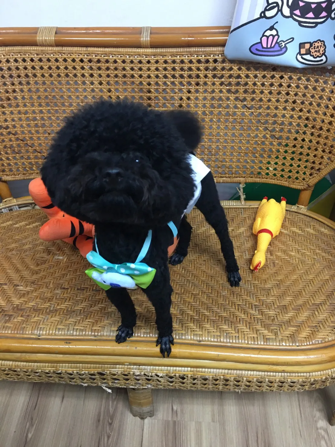 佐佐瑪莉寵物沙龍