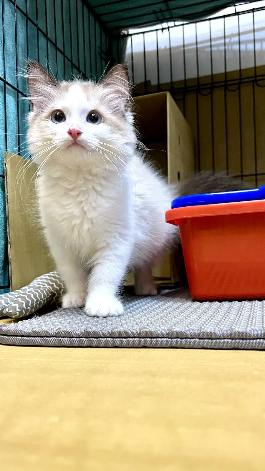 優越名犬貓舍(犬)