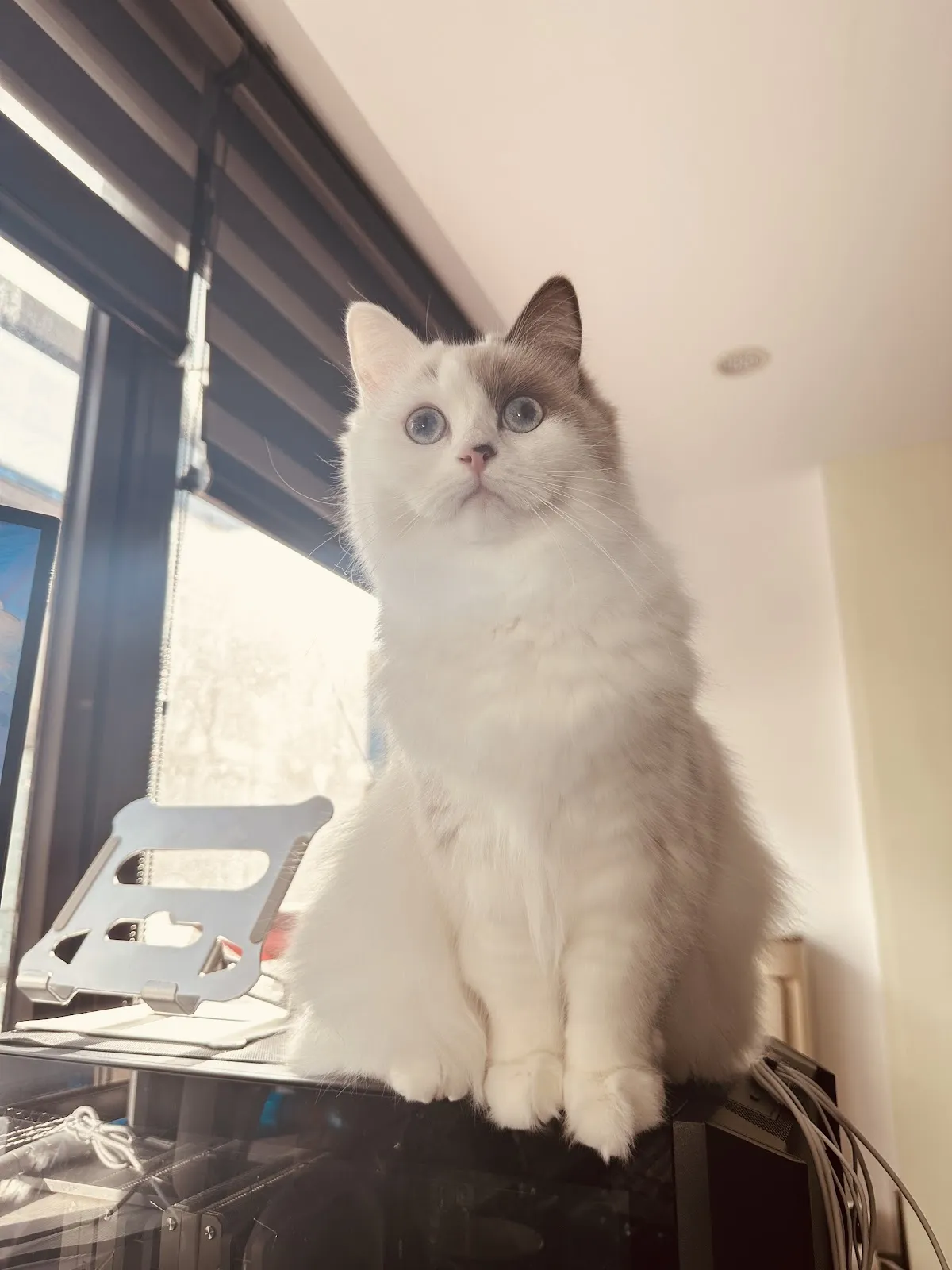 狗有貓膩寵物美容工作室