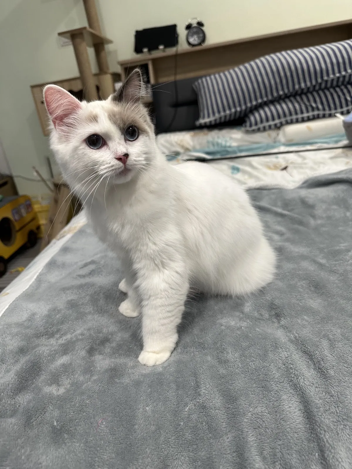 狗有貓膩寵物美容工作室