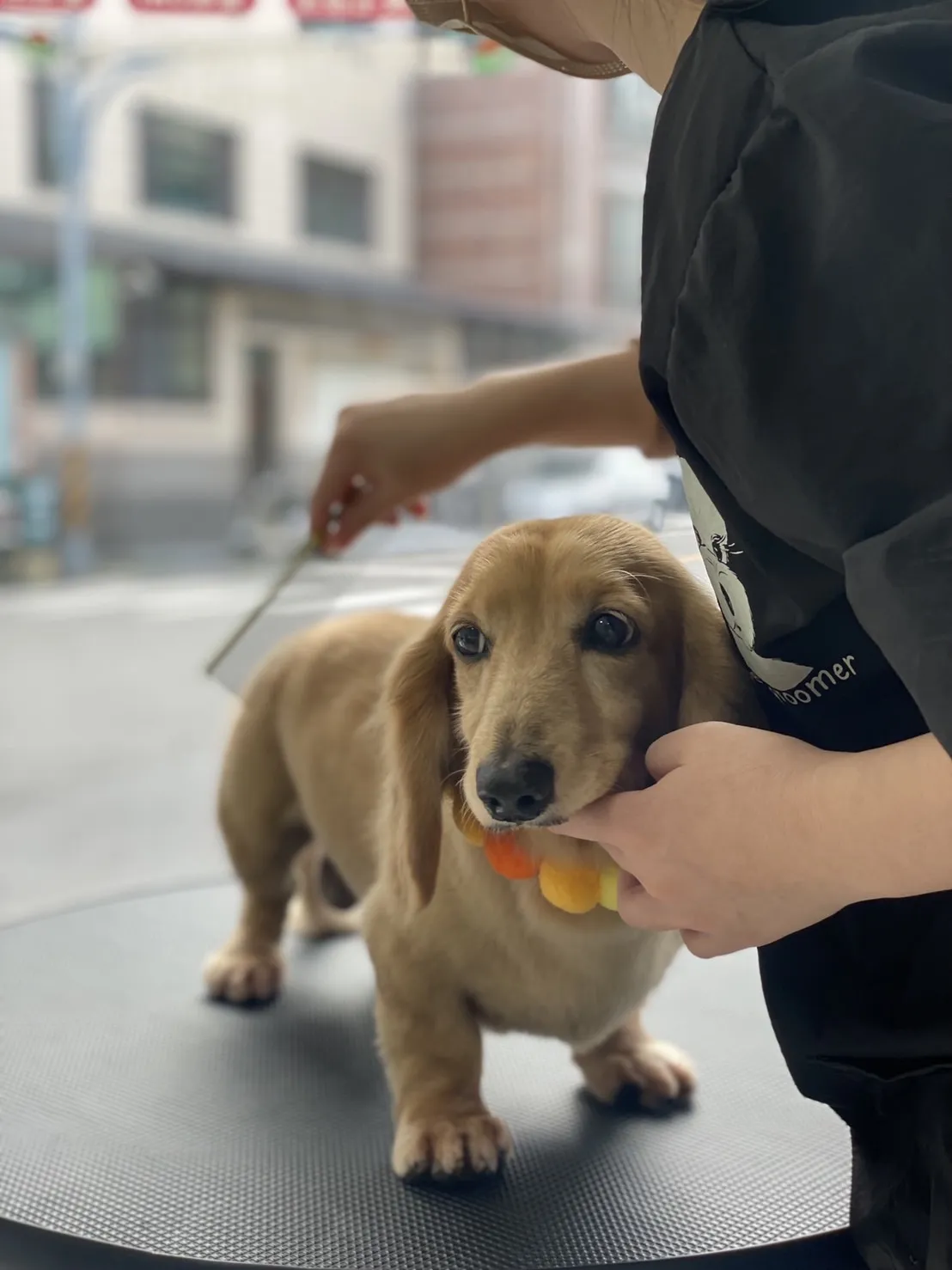 狗有貓膩寵物美容工作室