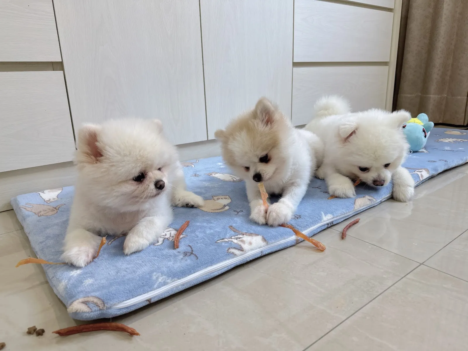 心心寵物美容毛工坊