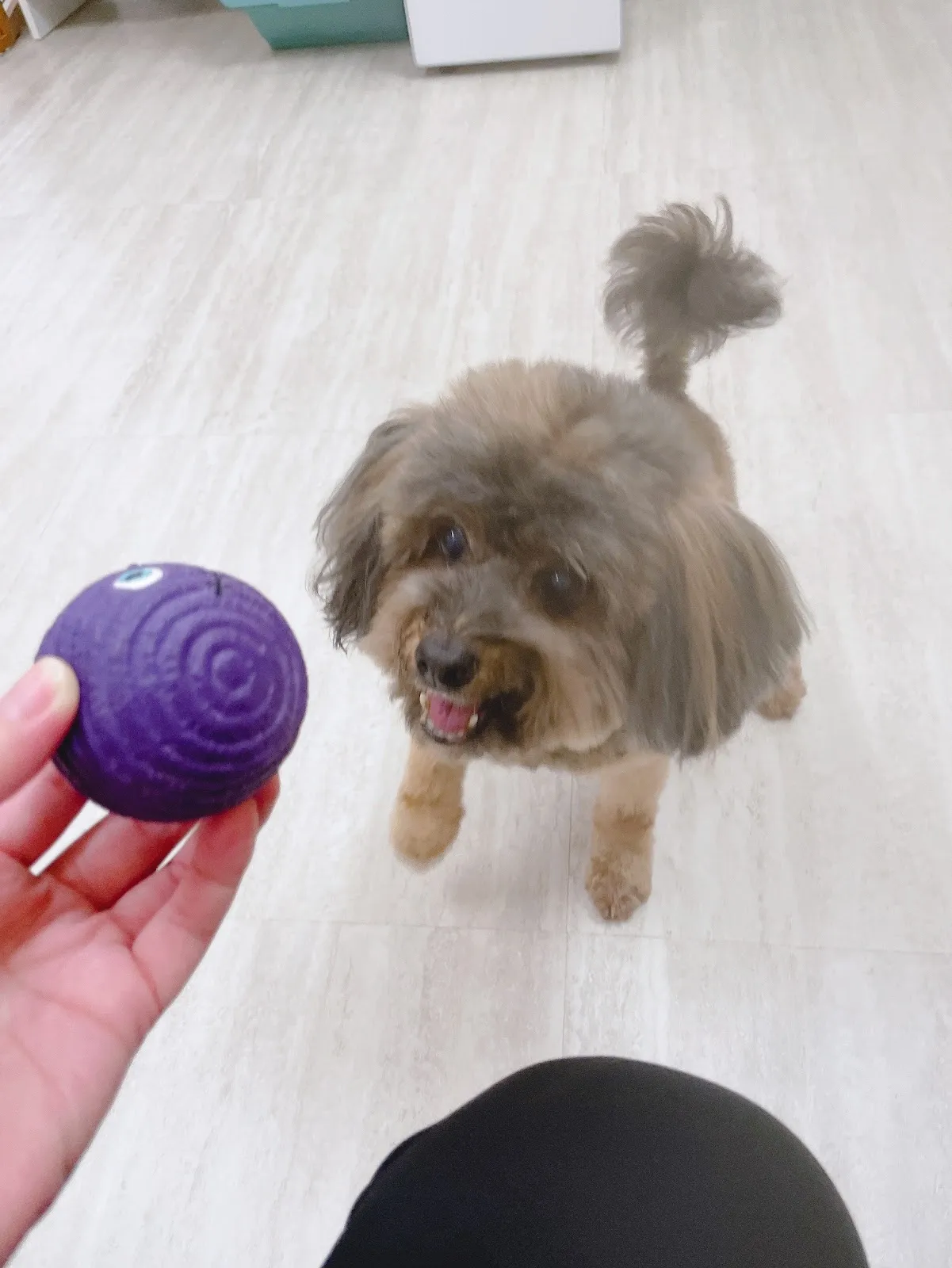 壞壞狗寵物美容住宿