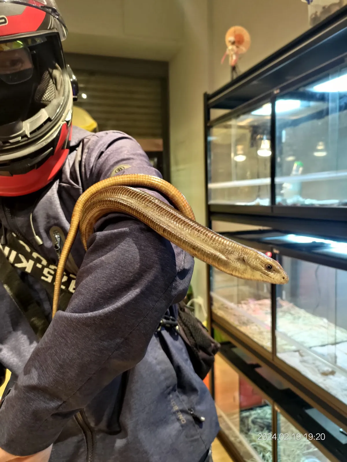 奇獸洞穴珍奇寵物館