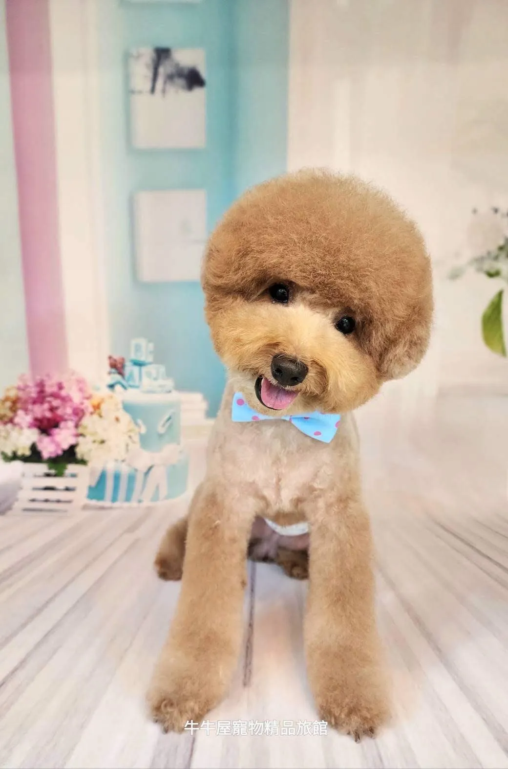 牛牛屋寵物精品旅館