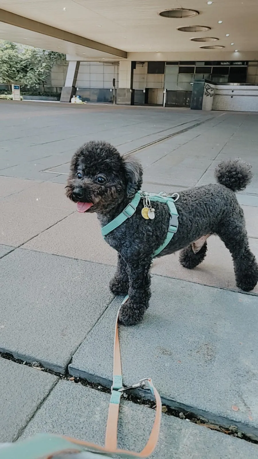 牛牛屋寵物精品旅館