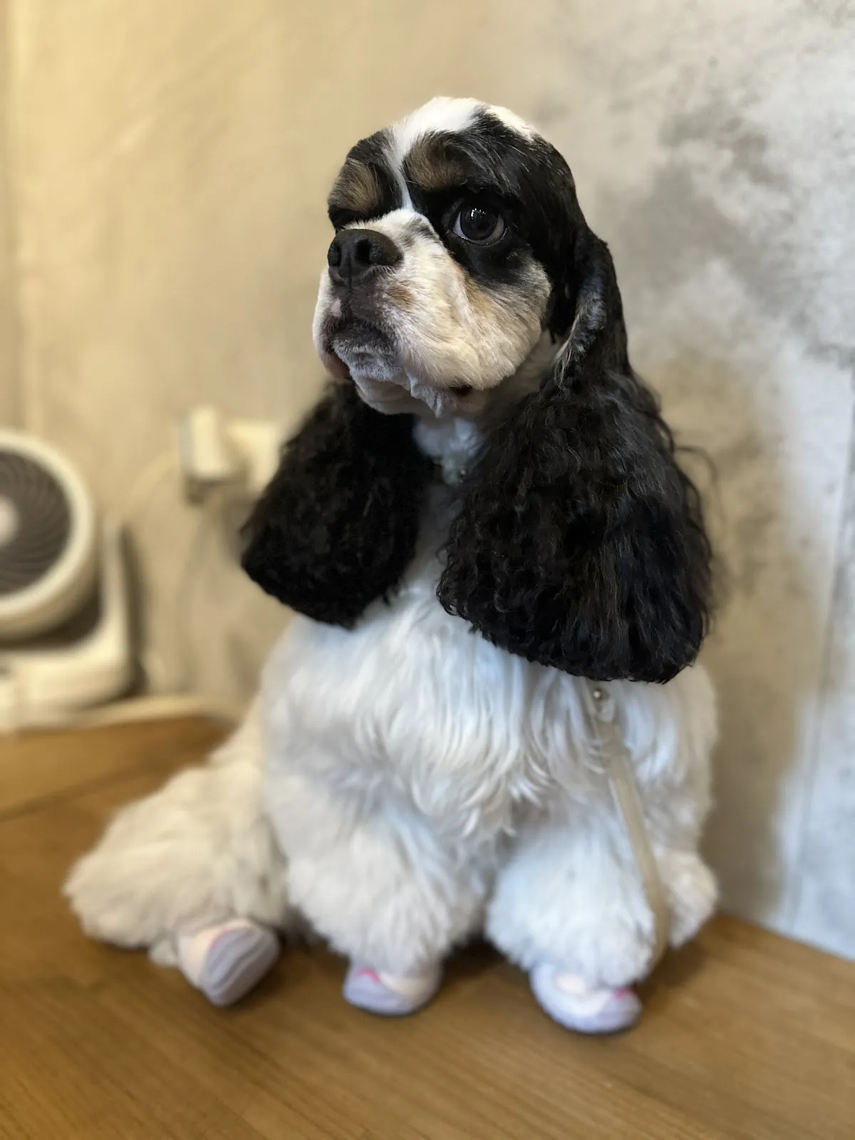 牛牛屋寵物精品旅館