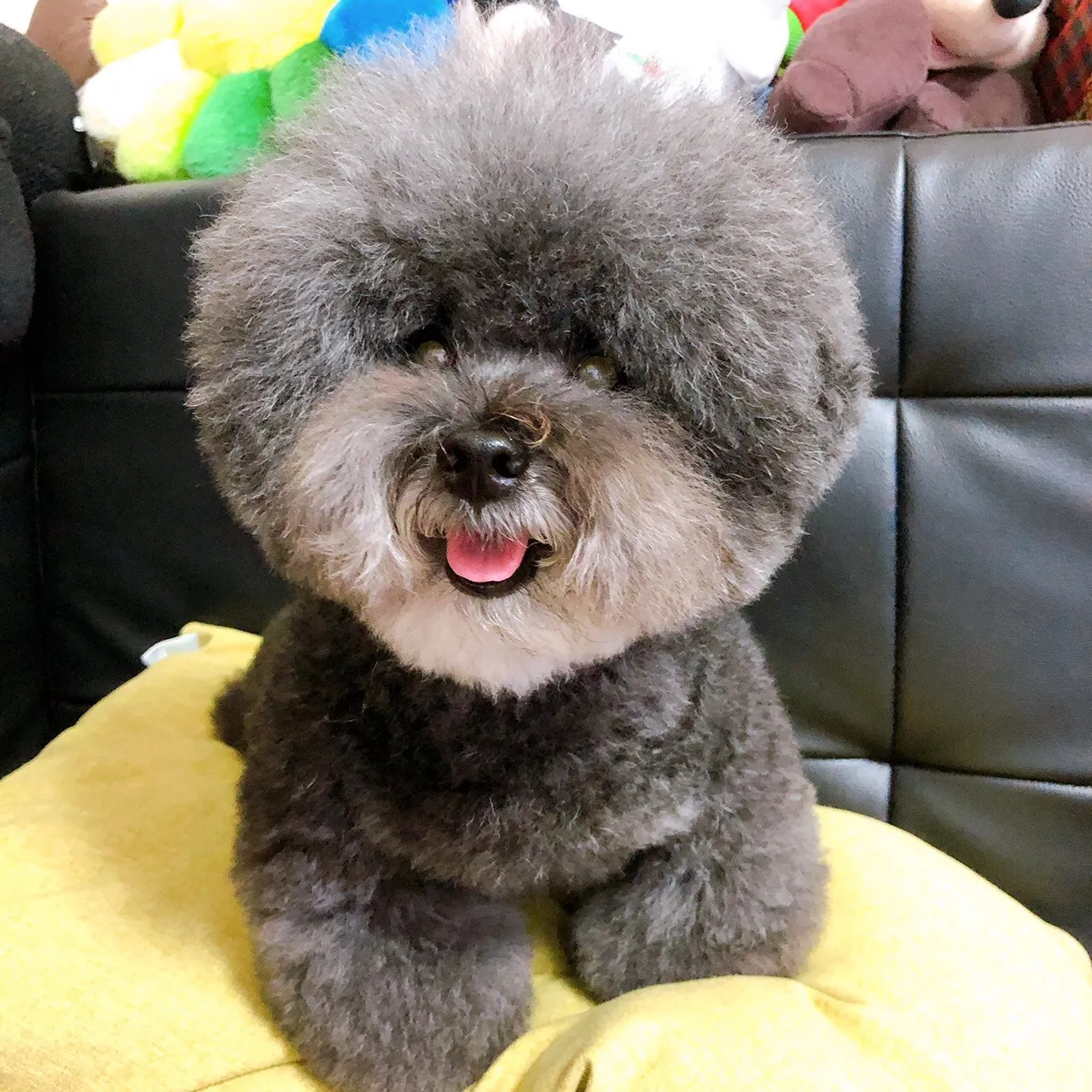 牛牛屋寵物精品旅館