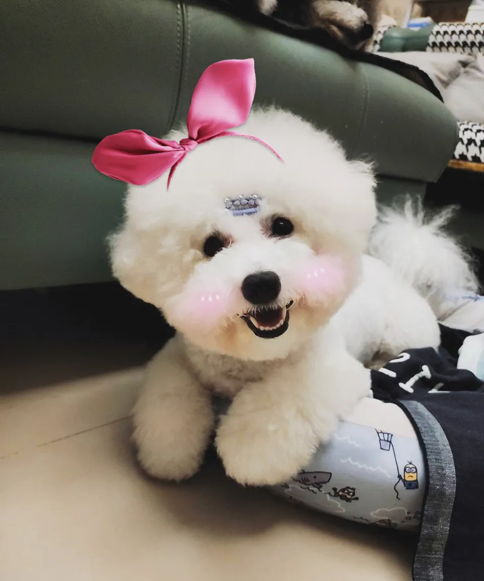 牛牛屋寵物精品旅館