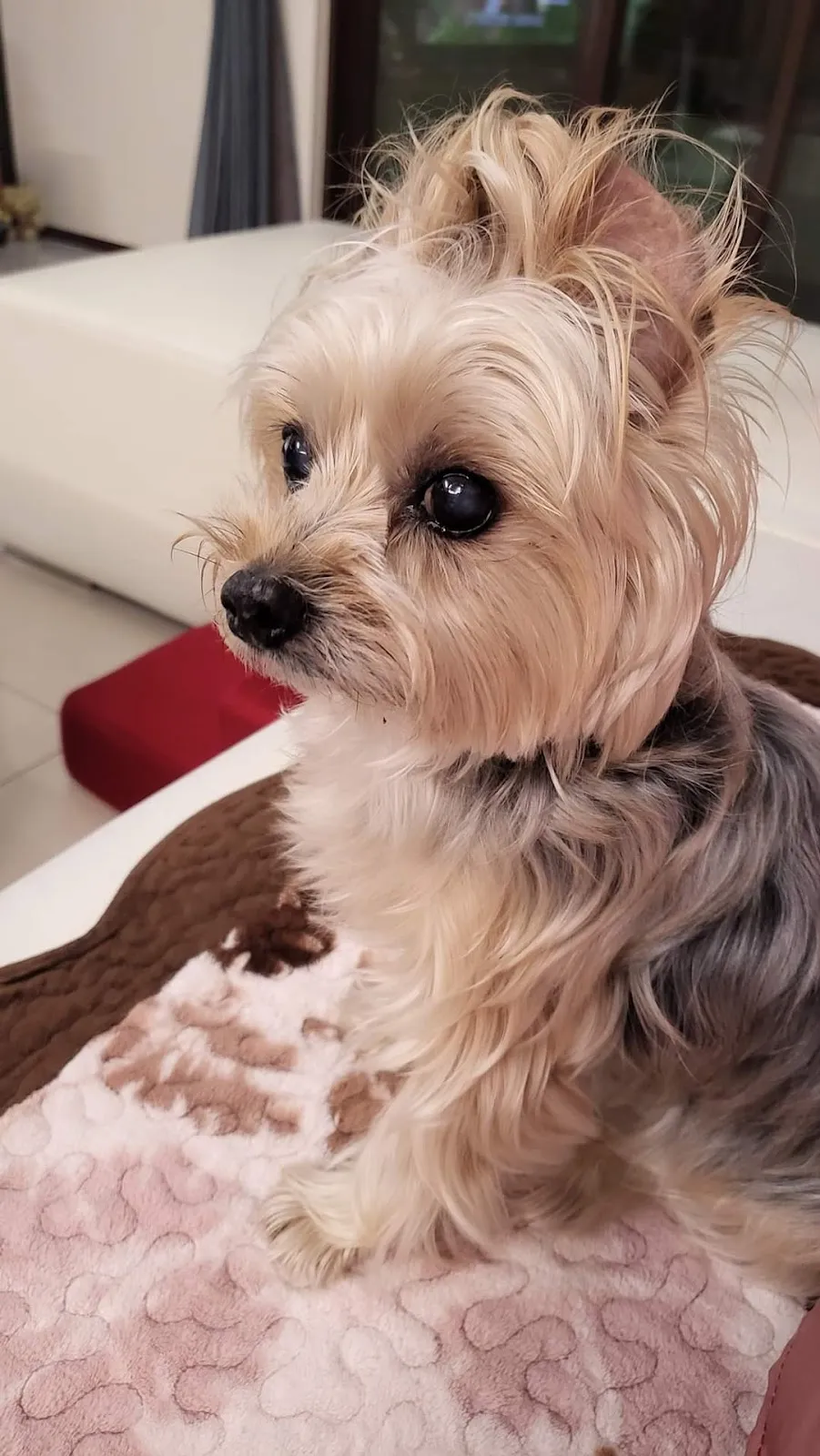 小蕃薯寵物美容工作室