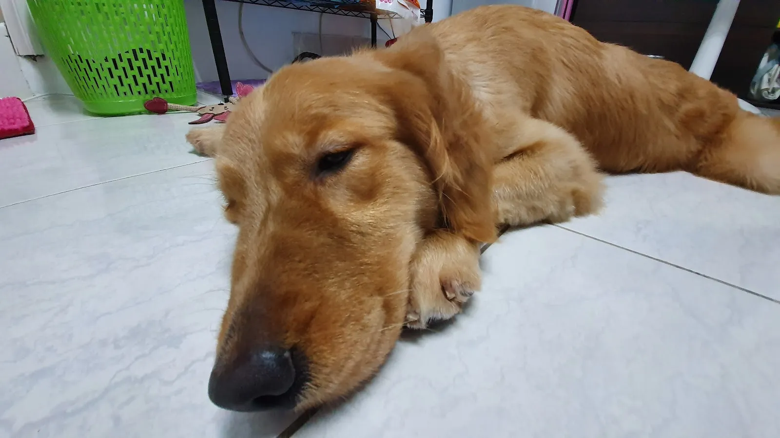 小蕃薯寵物美容工作室