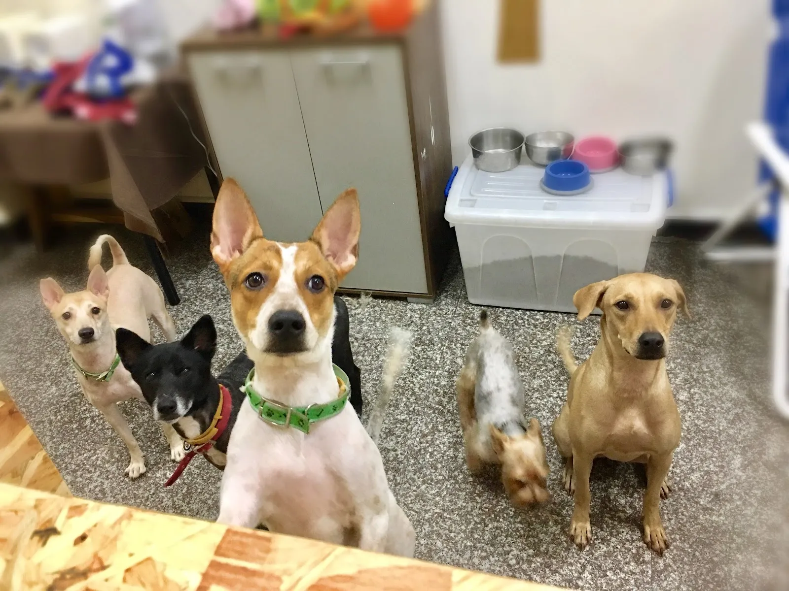 小蕃薯寵物美容工作室