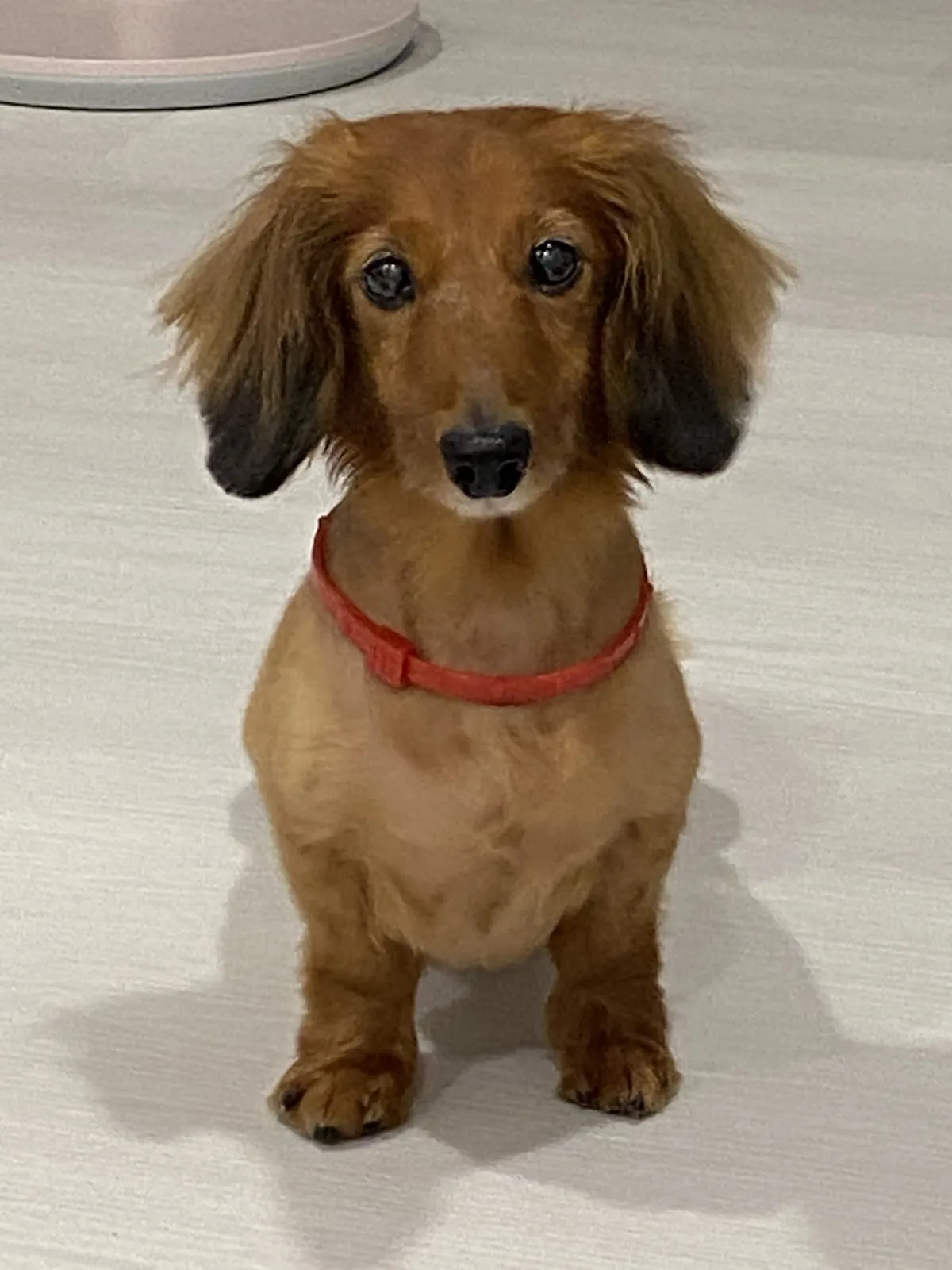 小蕃薯寵物美容工作室