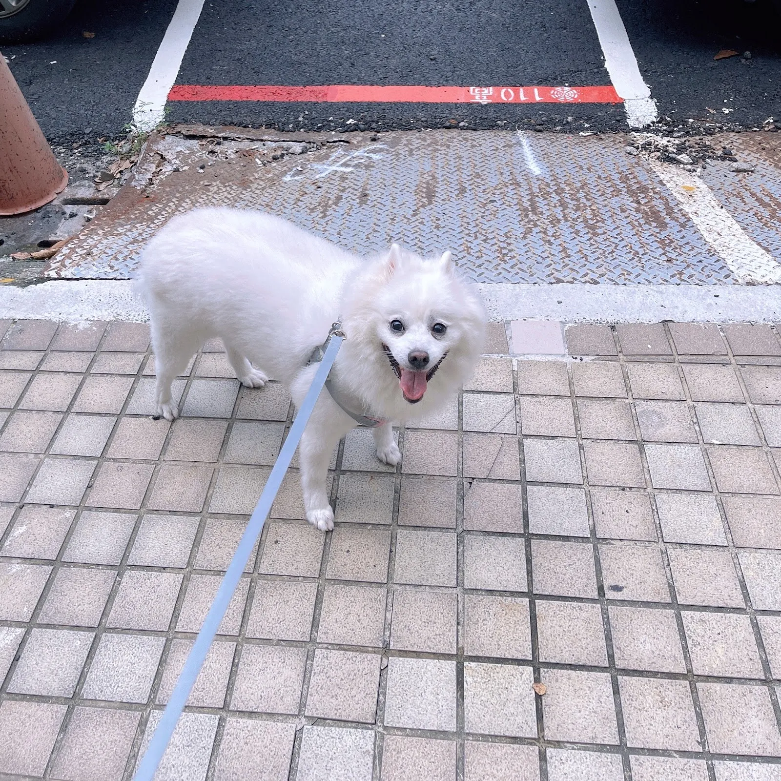 小蕃薯寵物美容工作室