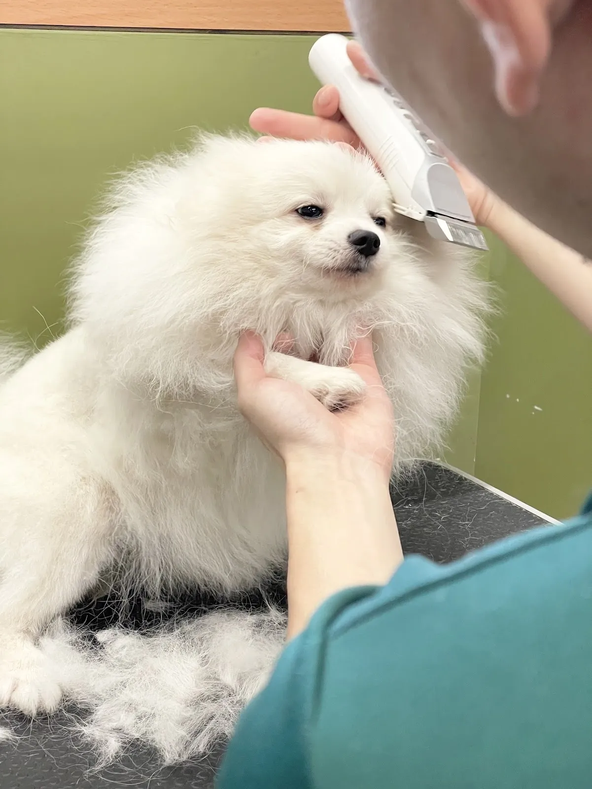 小蕃薯寵物美容工作室