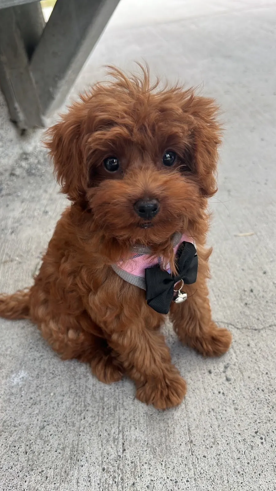 小蕃薯寵物美容工作室