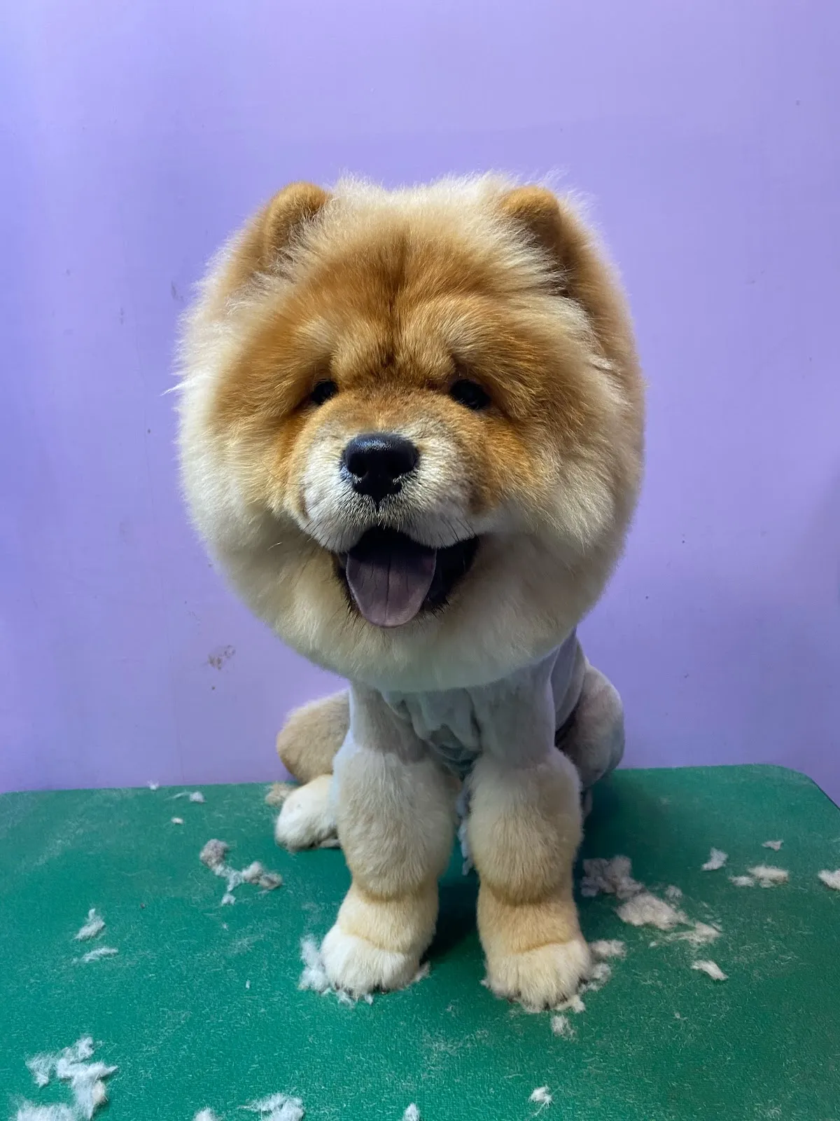 萌將寵物美容精品館