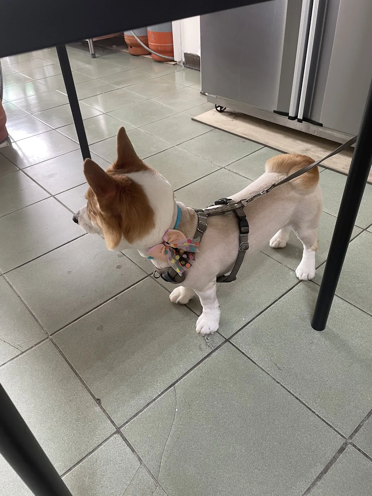 嘉士達寵物用品店