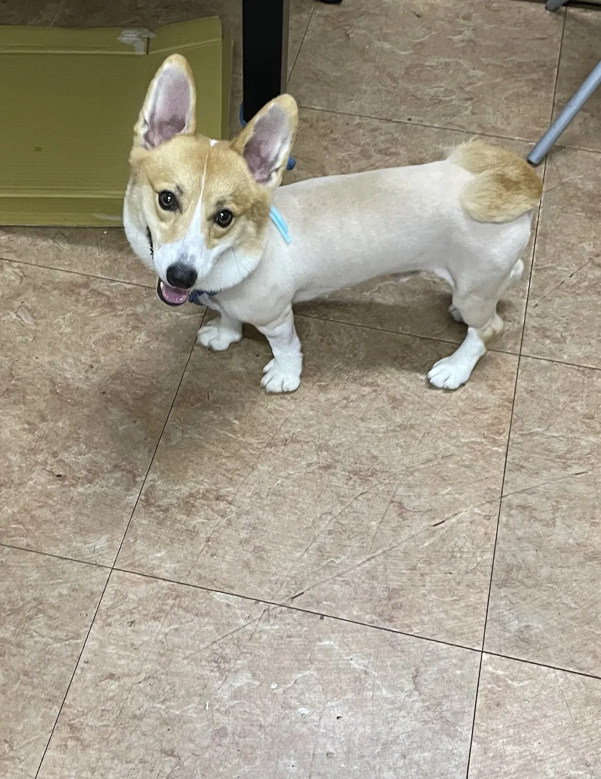 嘉士達寵物用品店