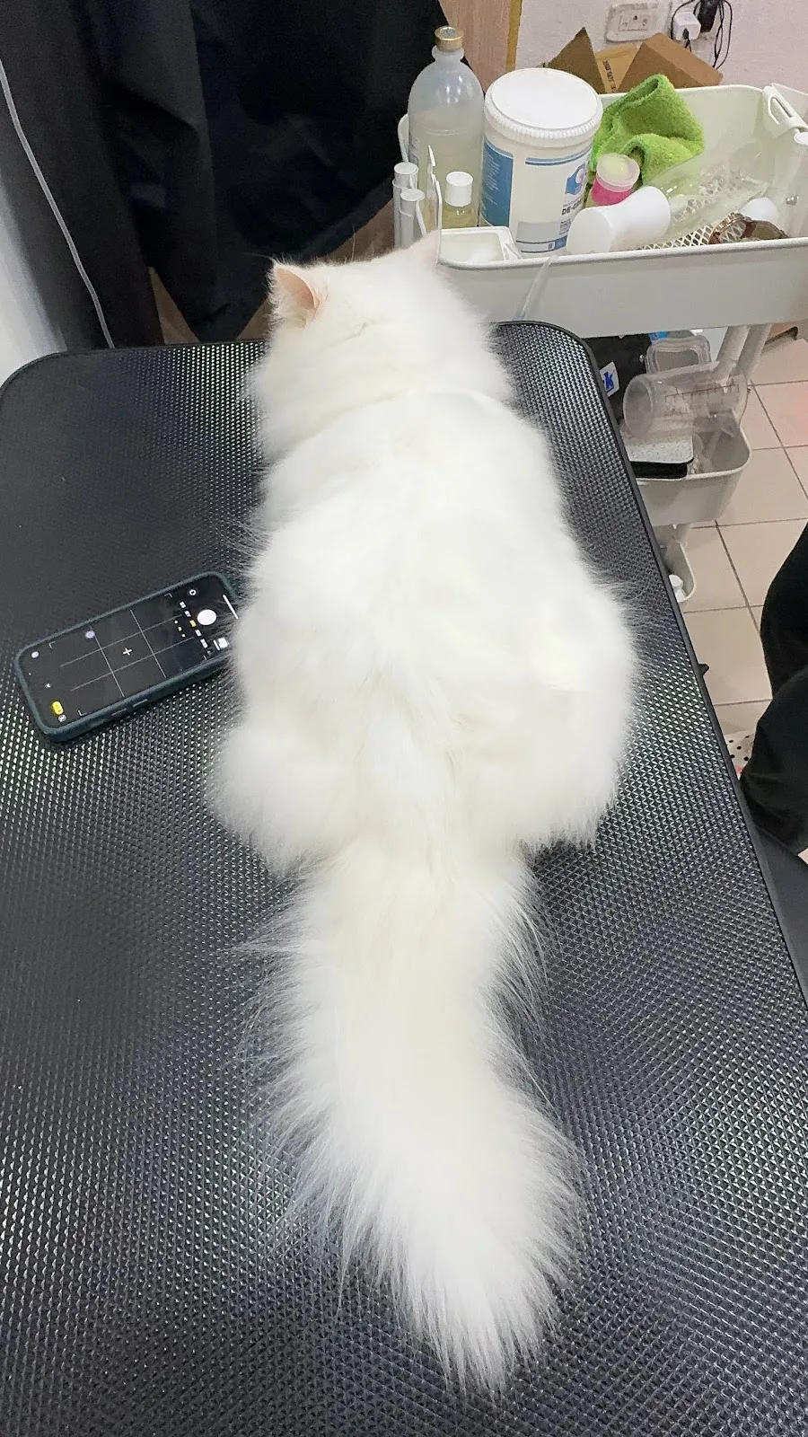 夜貓族寵物樂園