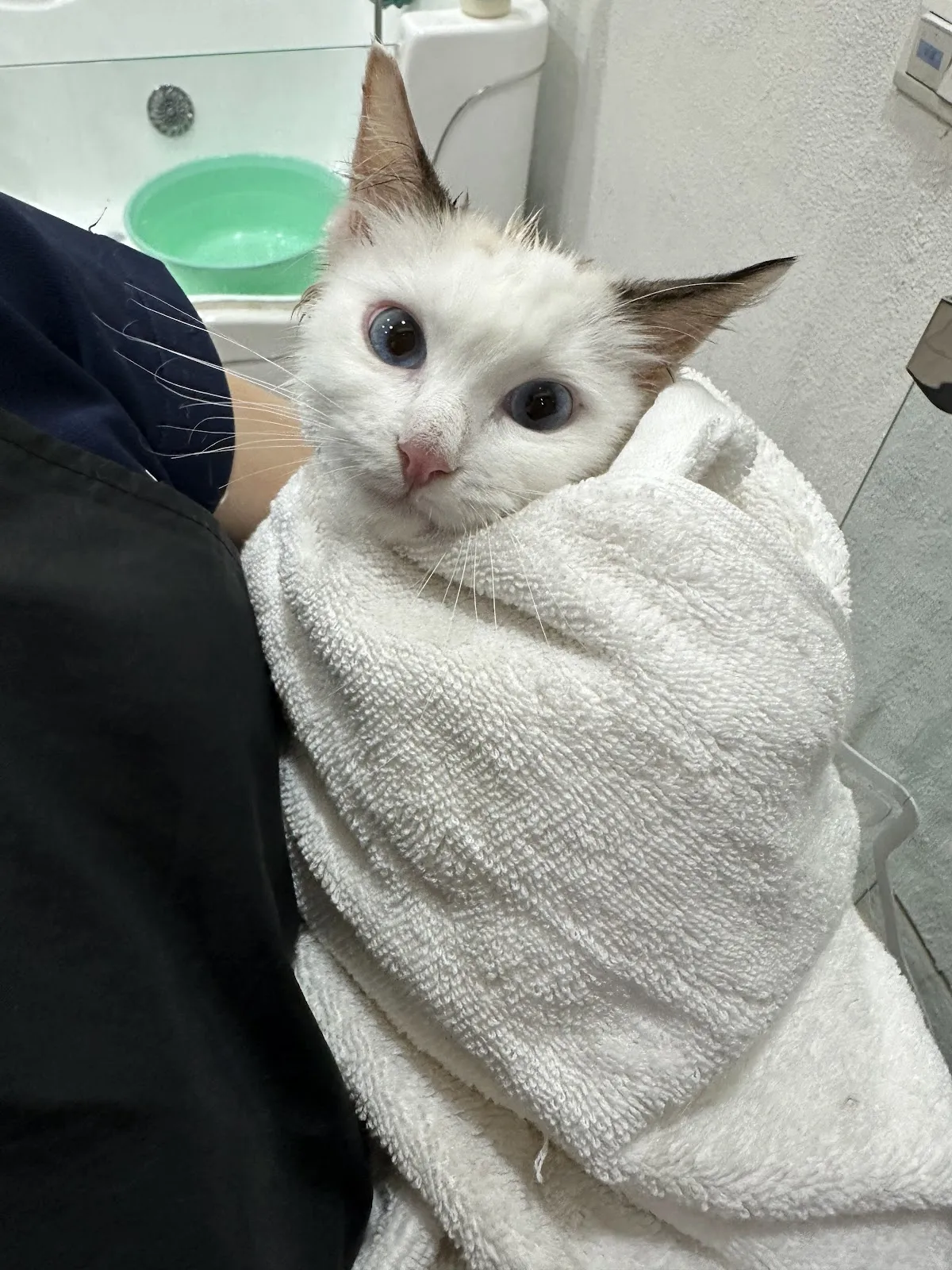 夜貓族寵物樂園