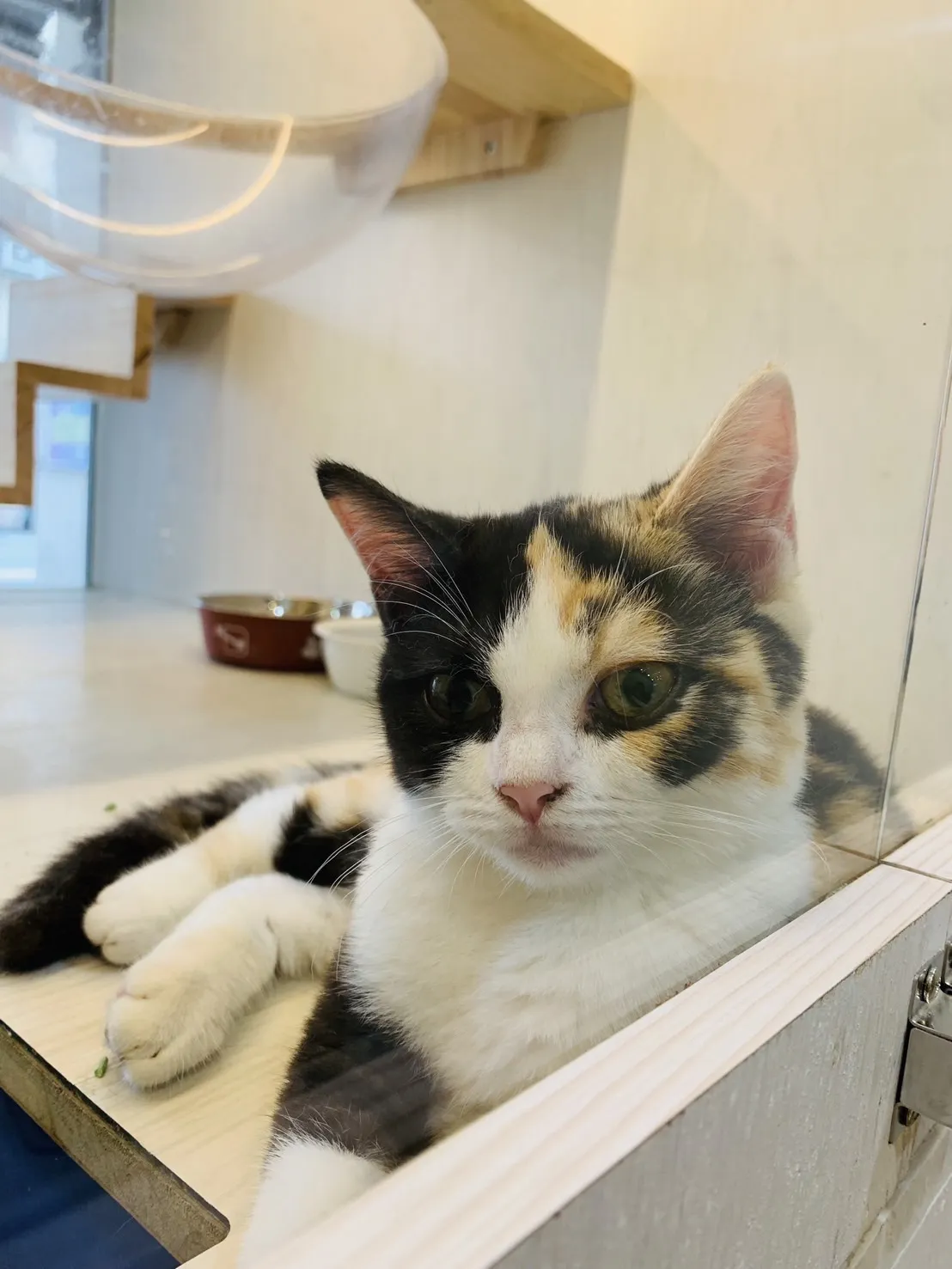 夜貓族寵物樂園