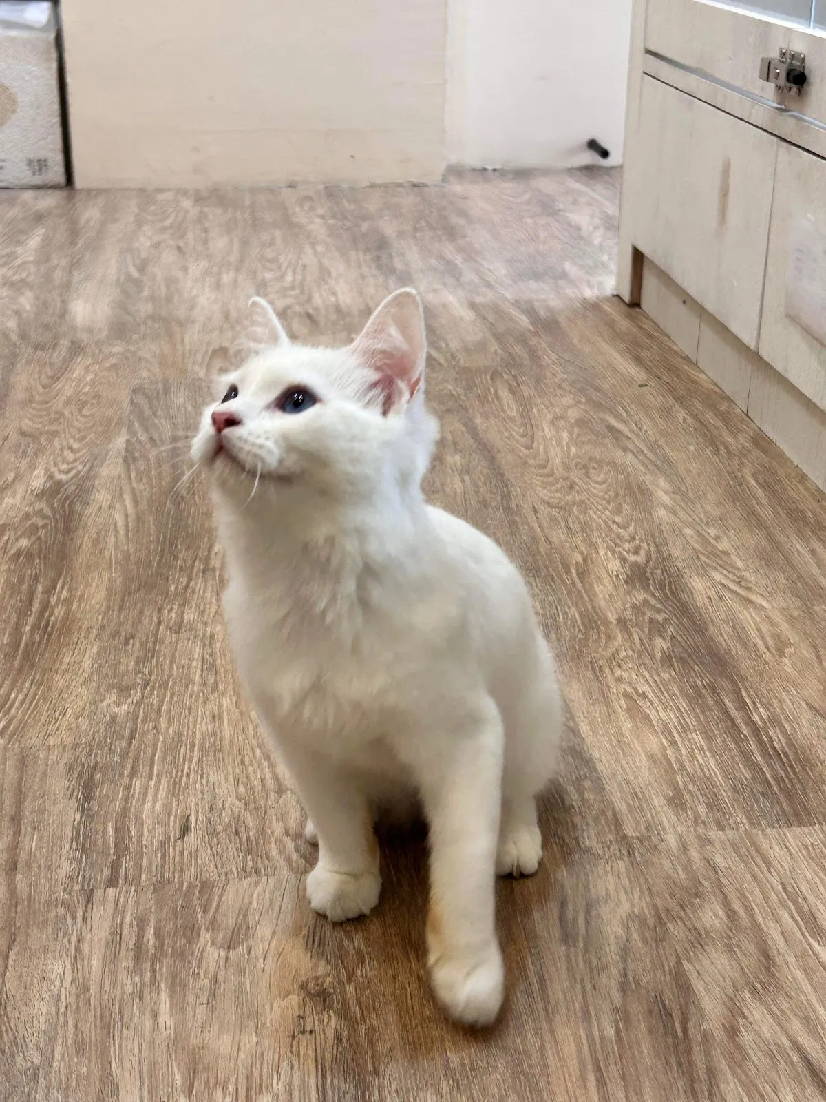 夜貓族寵物樂園